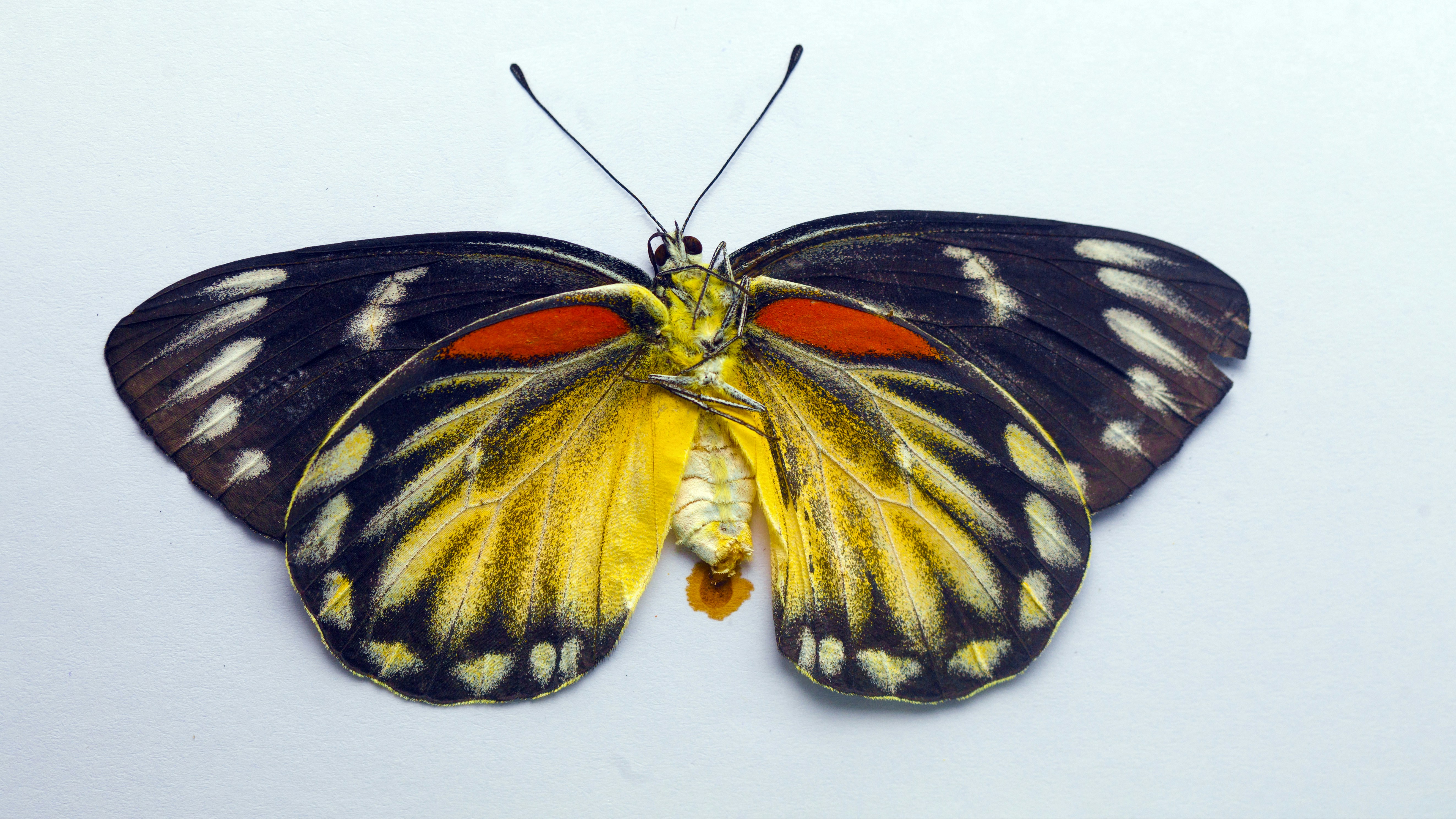 A yellow and black butterfly on a white background