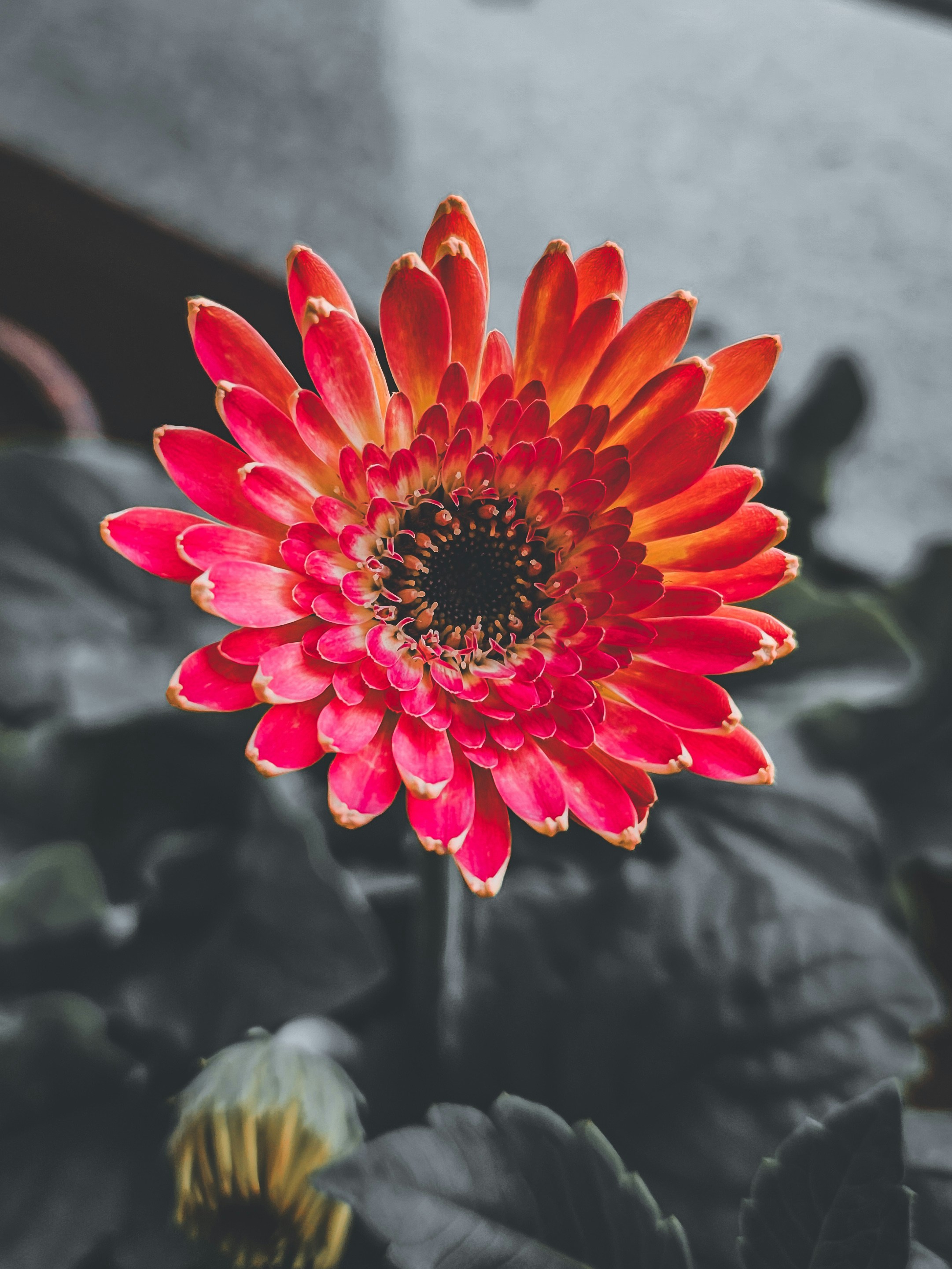 Photo by pparimita19