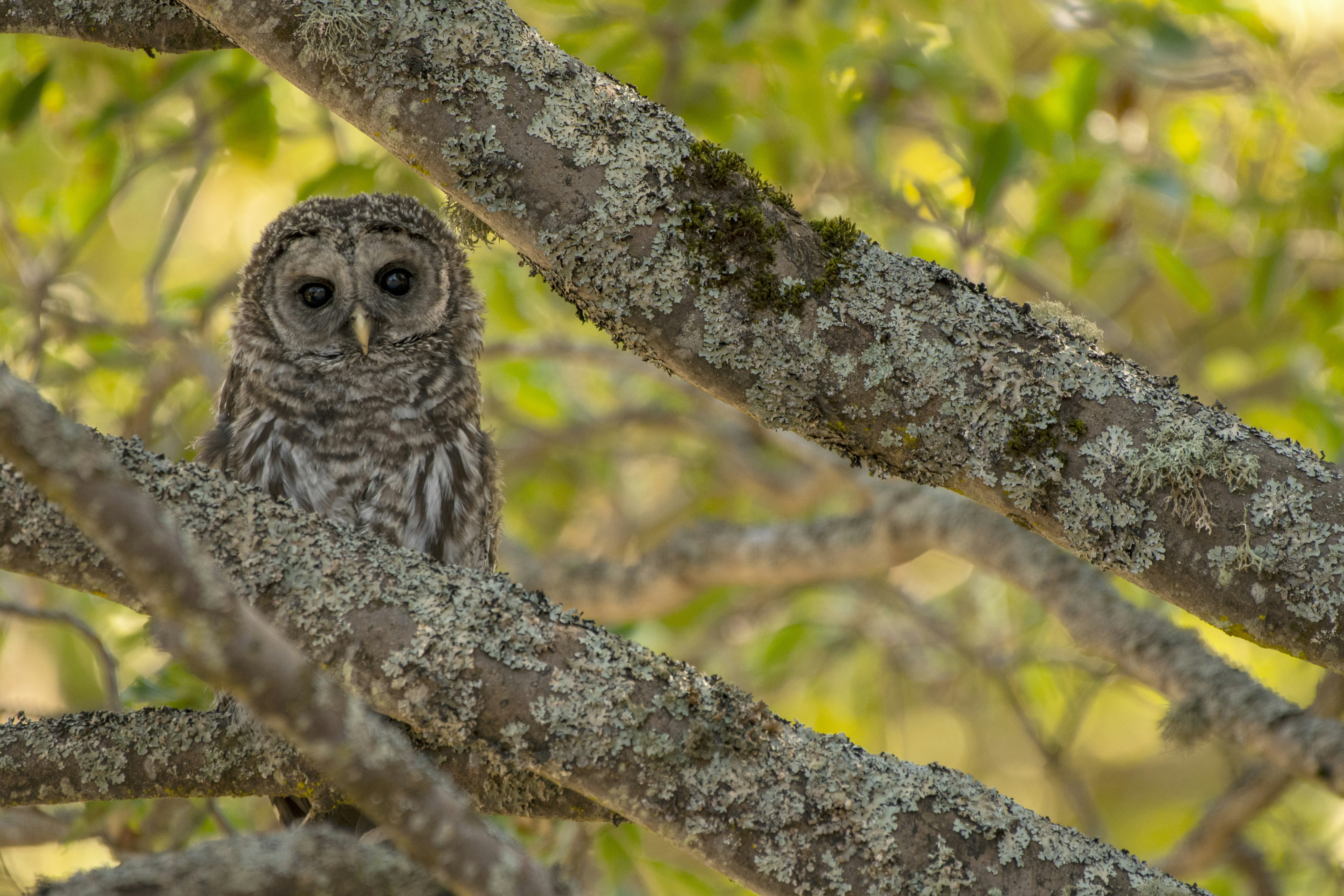 Uma coruja está empoleirada em um galho de árvore