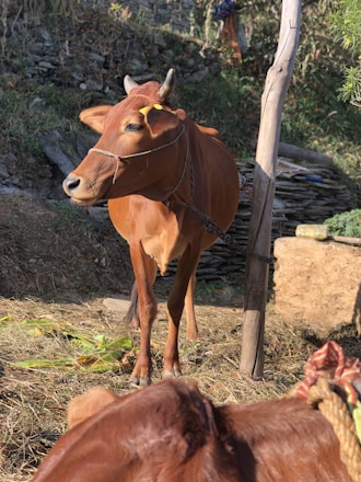 A brown cow standing on top of a dry grass field