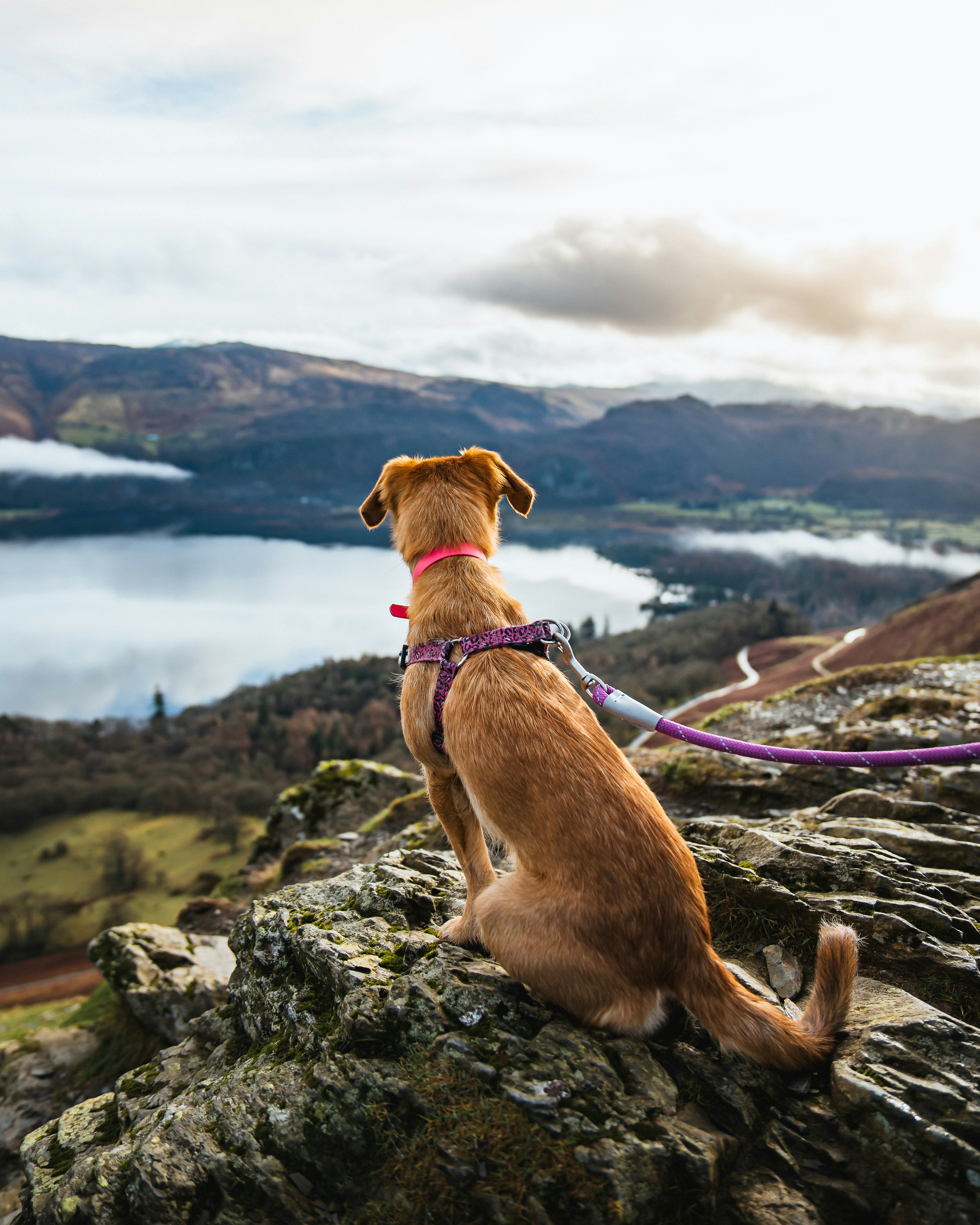 A dog sitting on top of a rock next to a lake