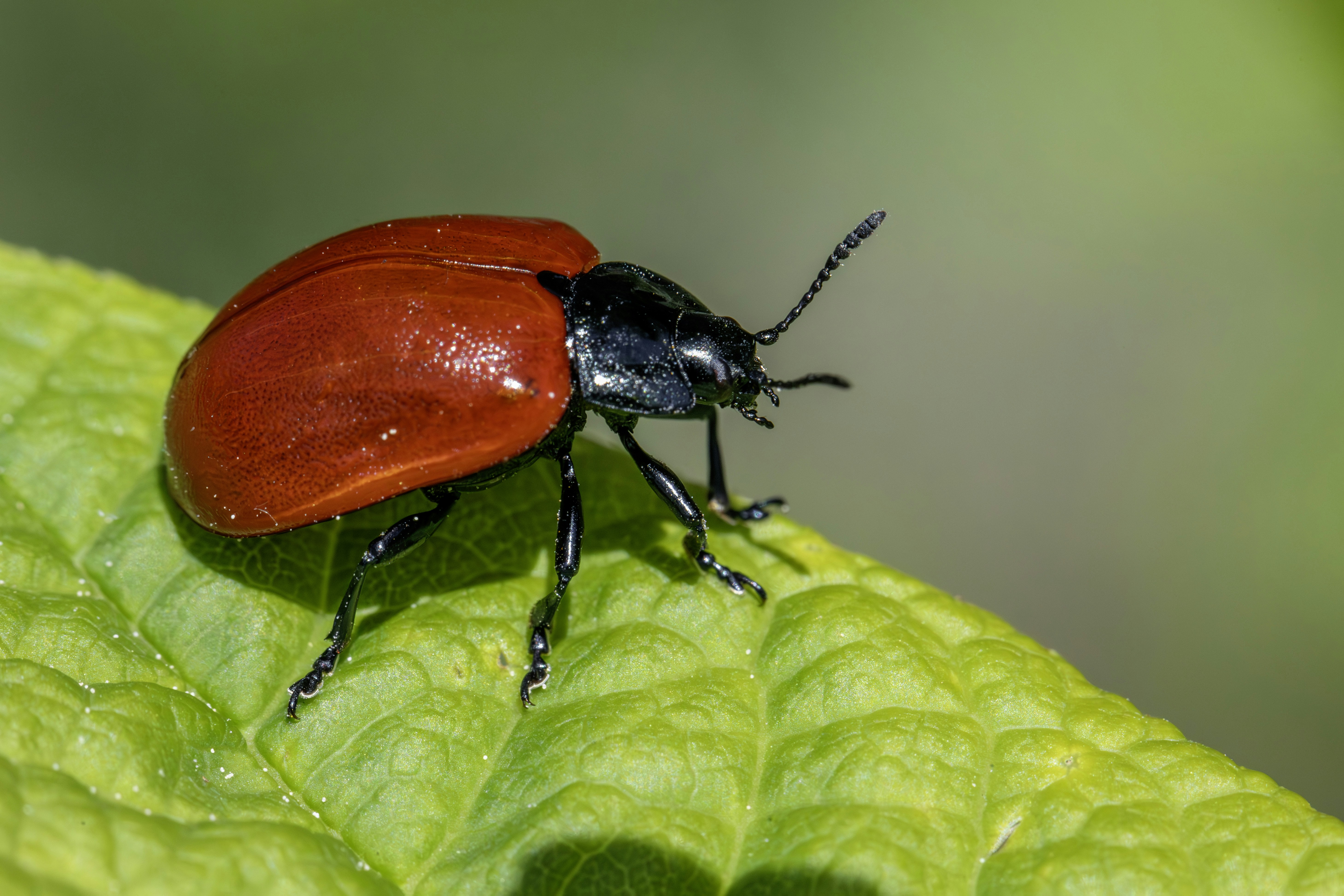 Photo by erik_karits