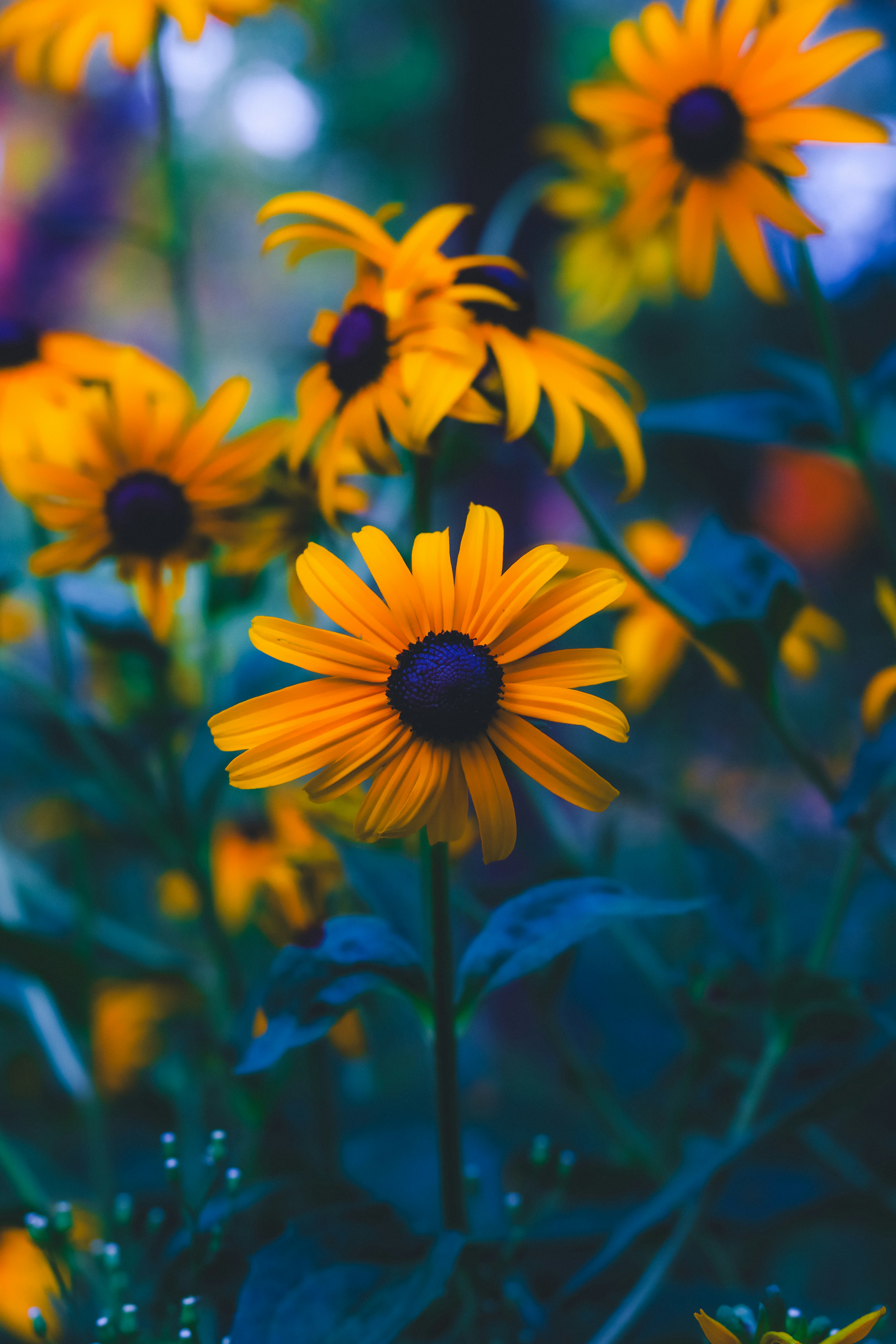 Photo by heberdavisphotography