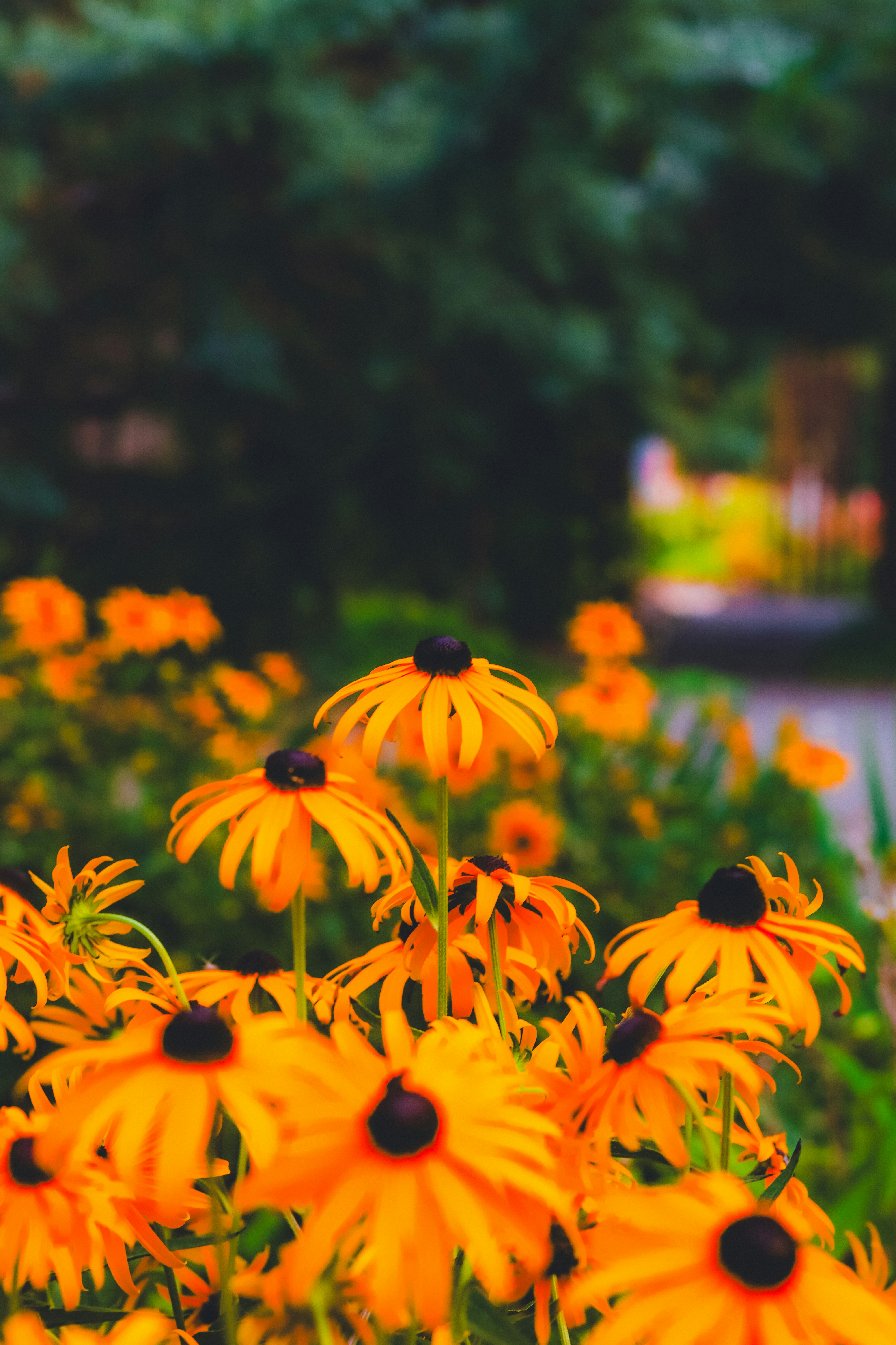 Best Crops for May Succession Planting