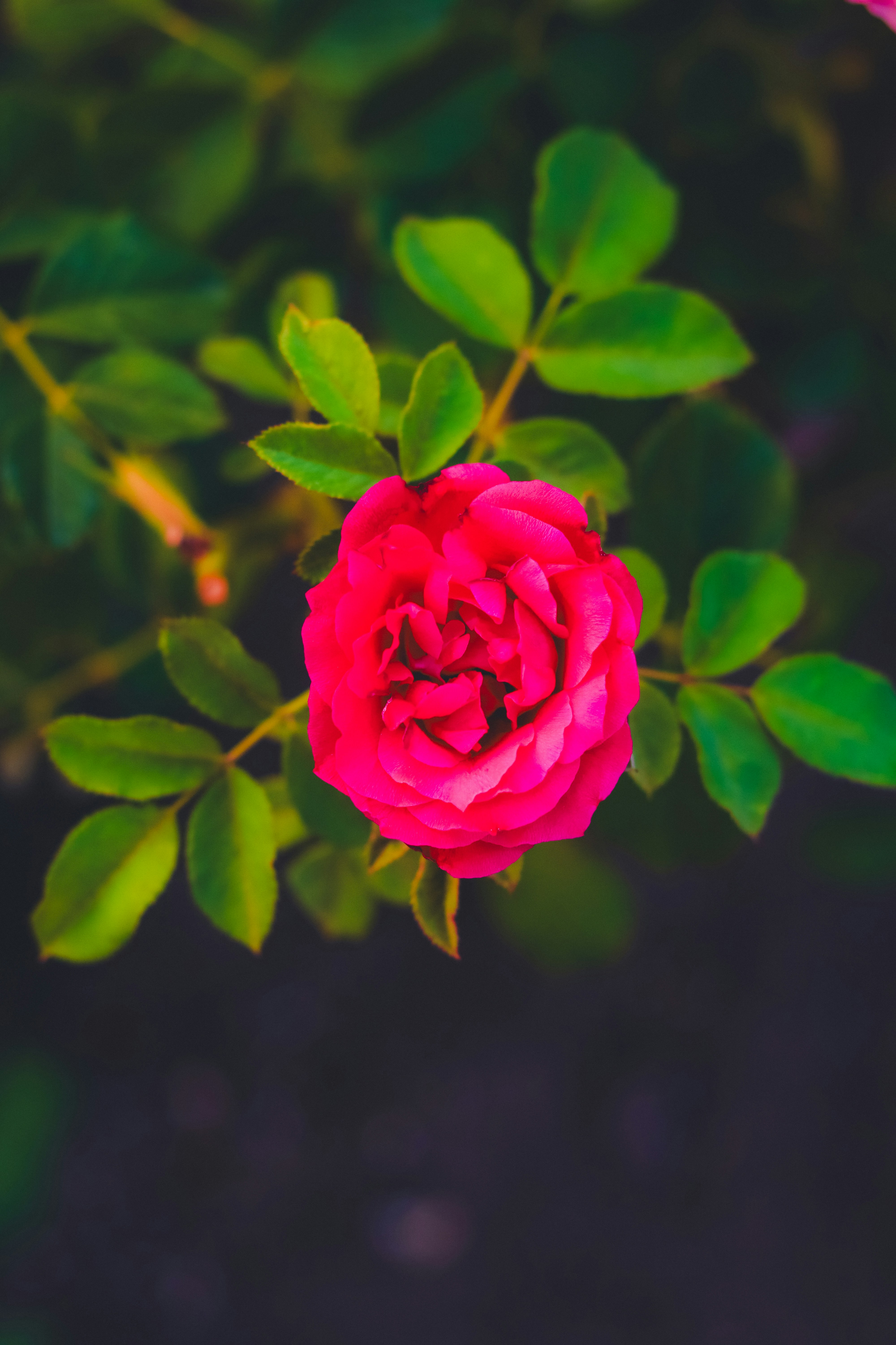 Photo by heberdavisphotography