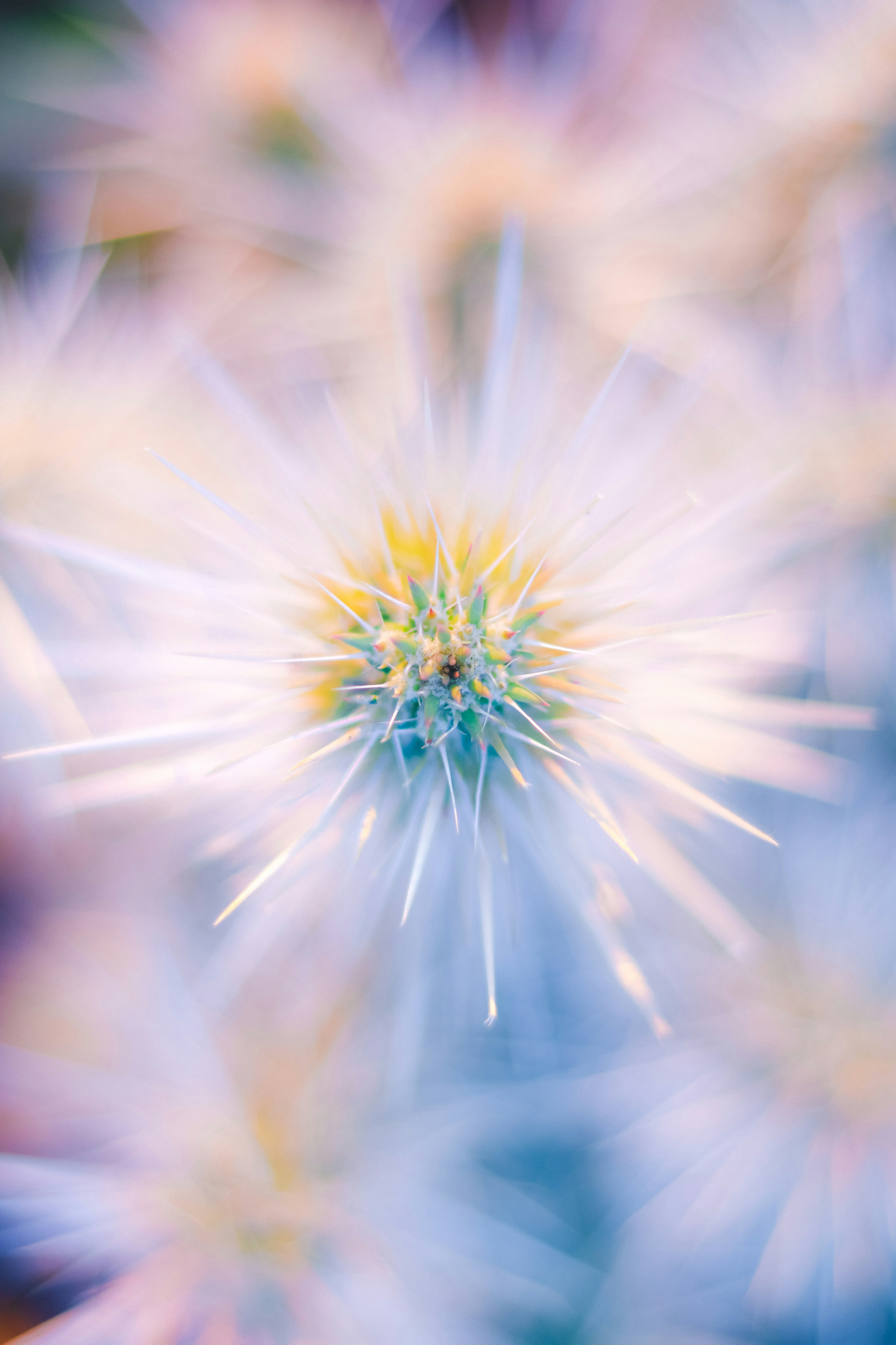 Photo by heberdavisphotography