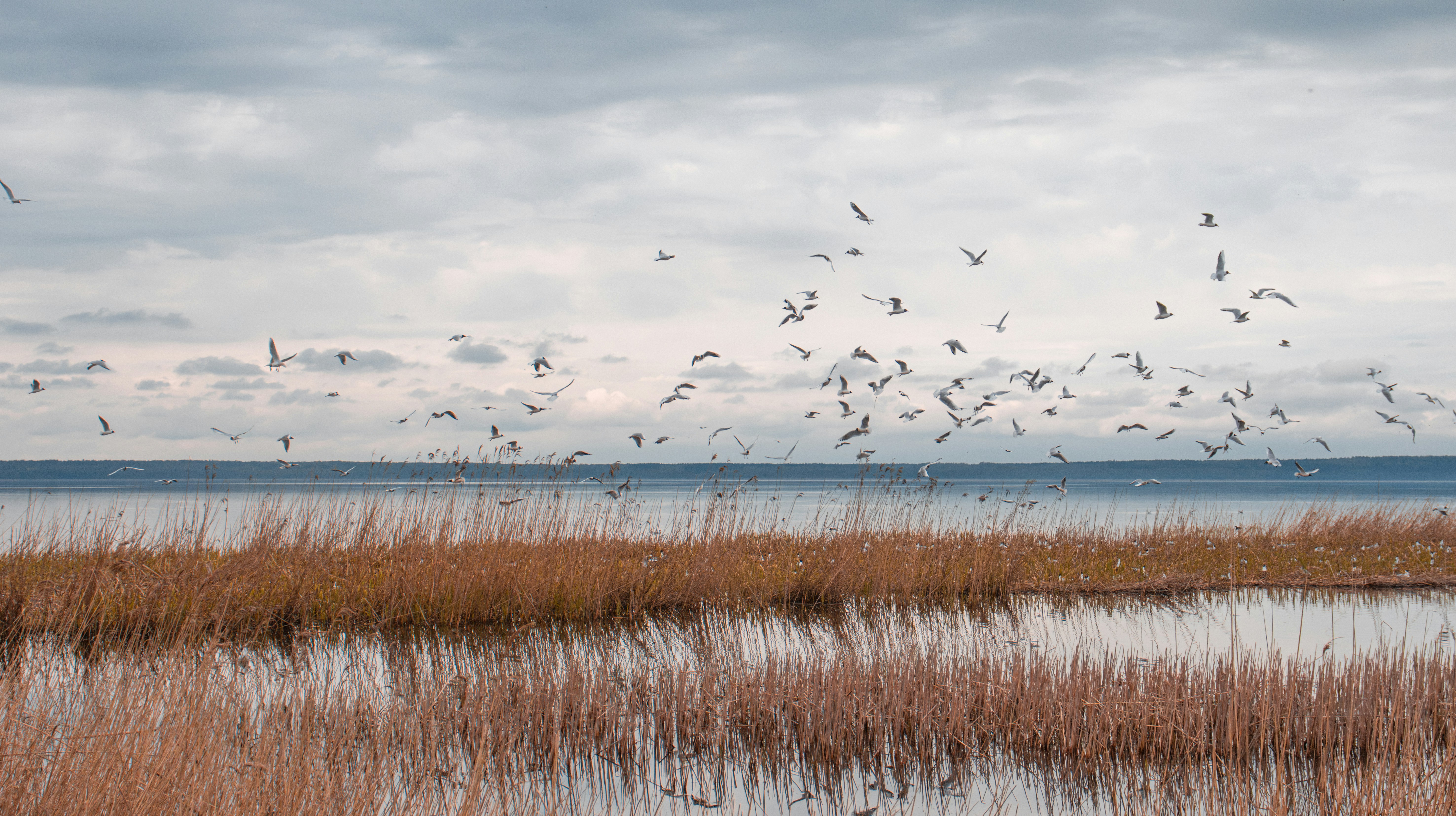 A flock of birds flying over a body of water