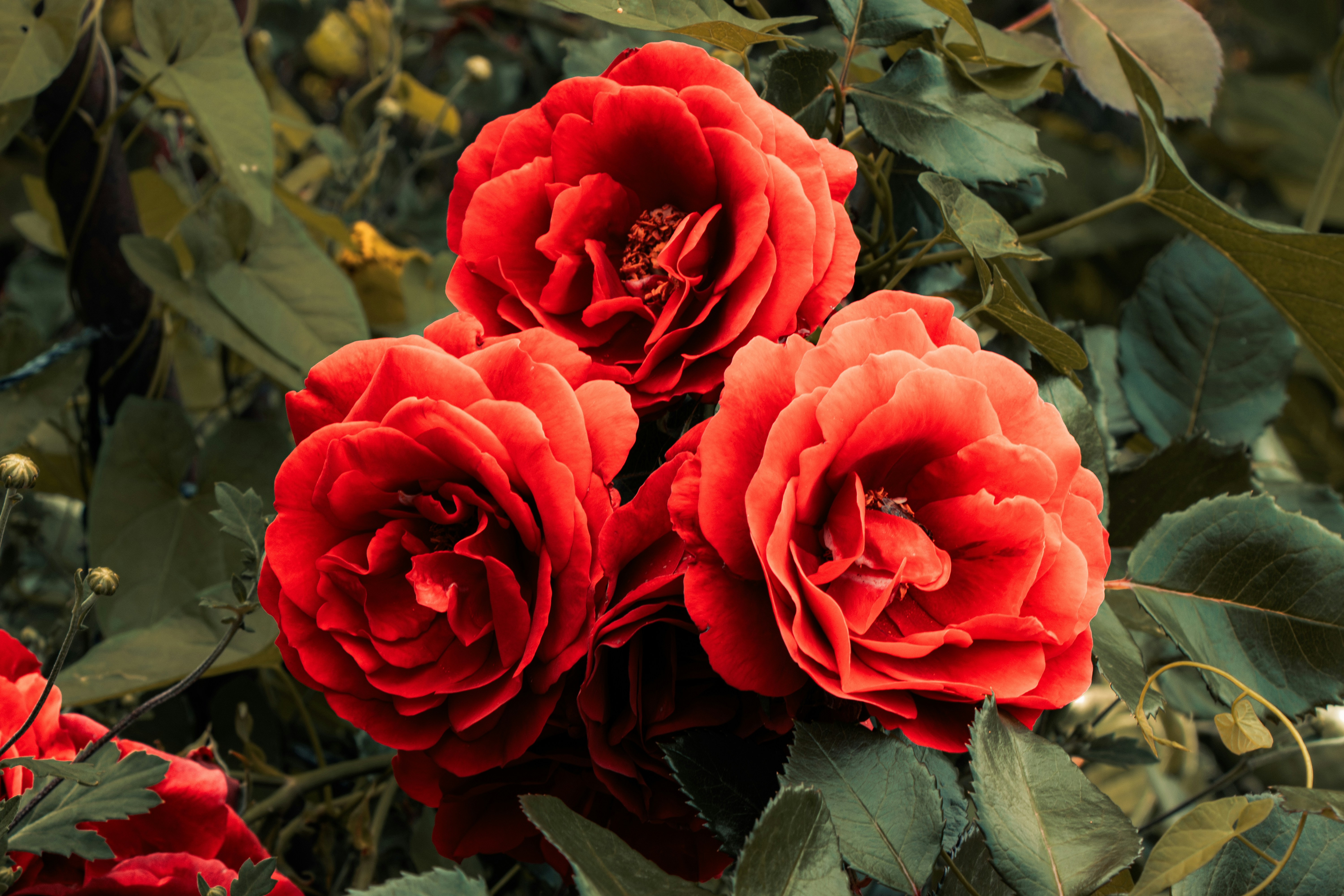 A bunch of red flowers that are on a bush