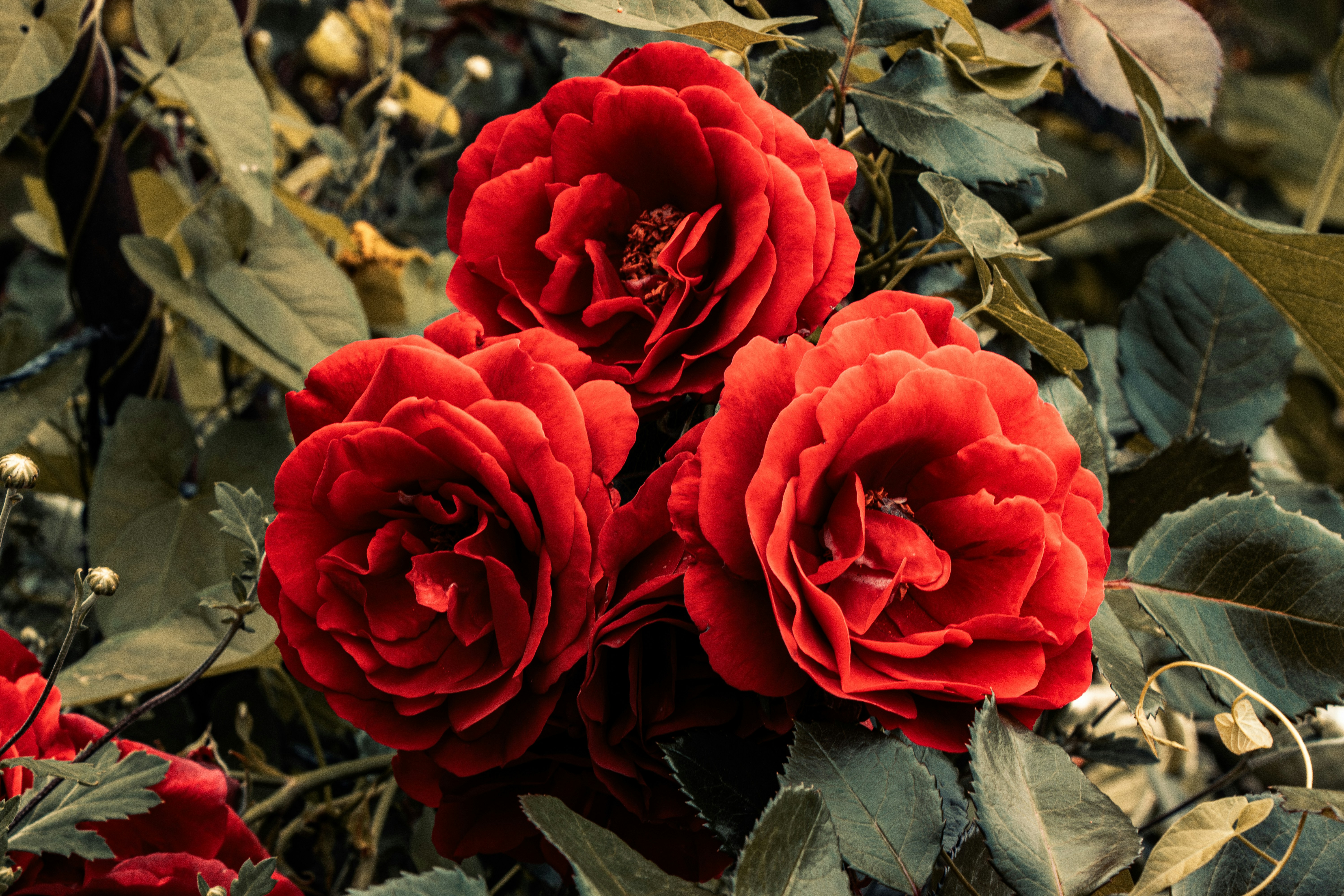 A bunch of red flowers sitting on top of a tree