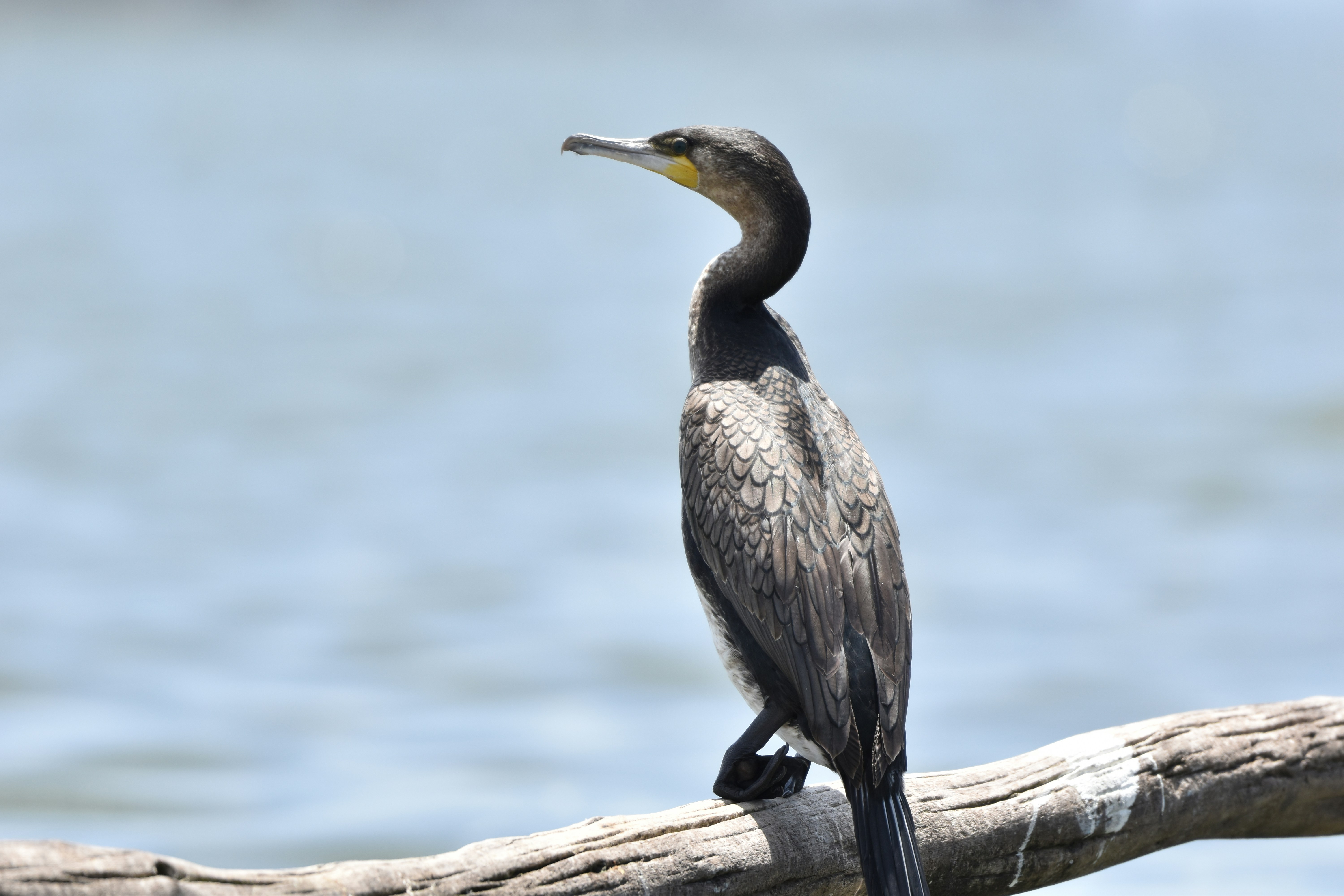 Photo by julius_ngigi