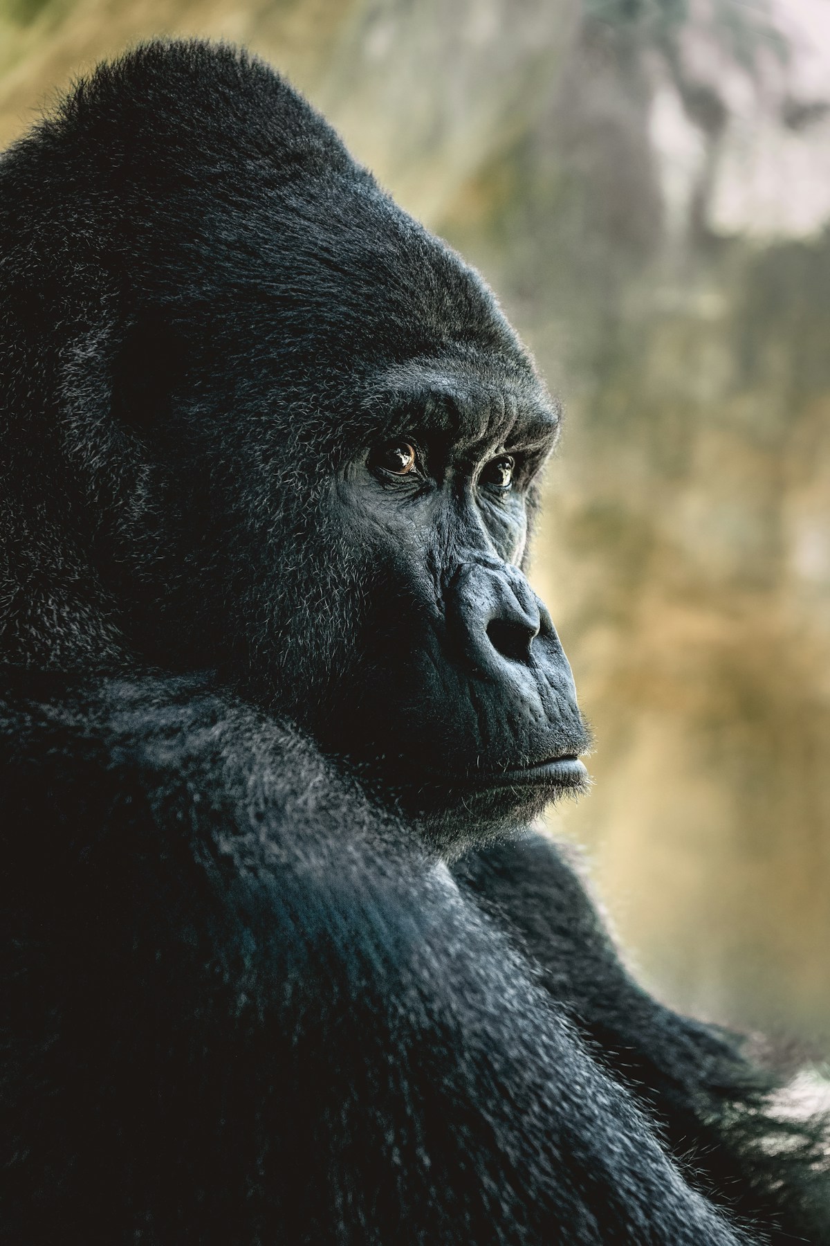 Close-up of a mountain gorilla in the rainforest, Rwanda