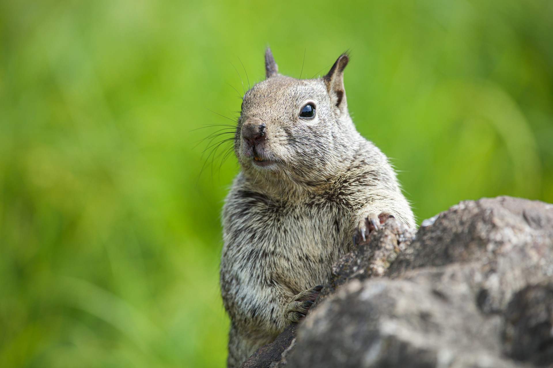 A close up of a squirrel on a rock
