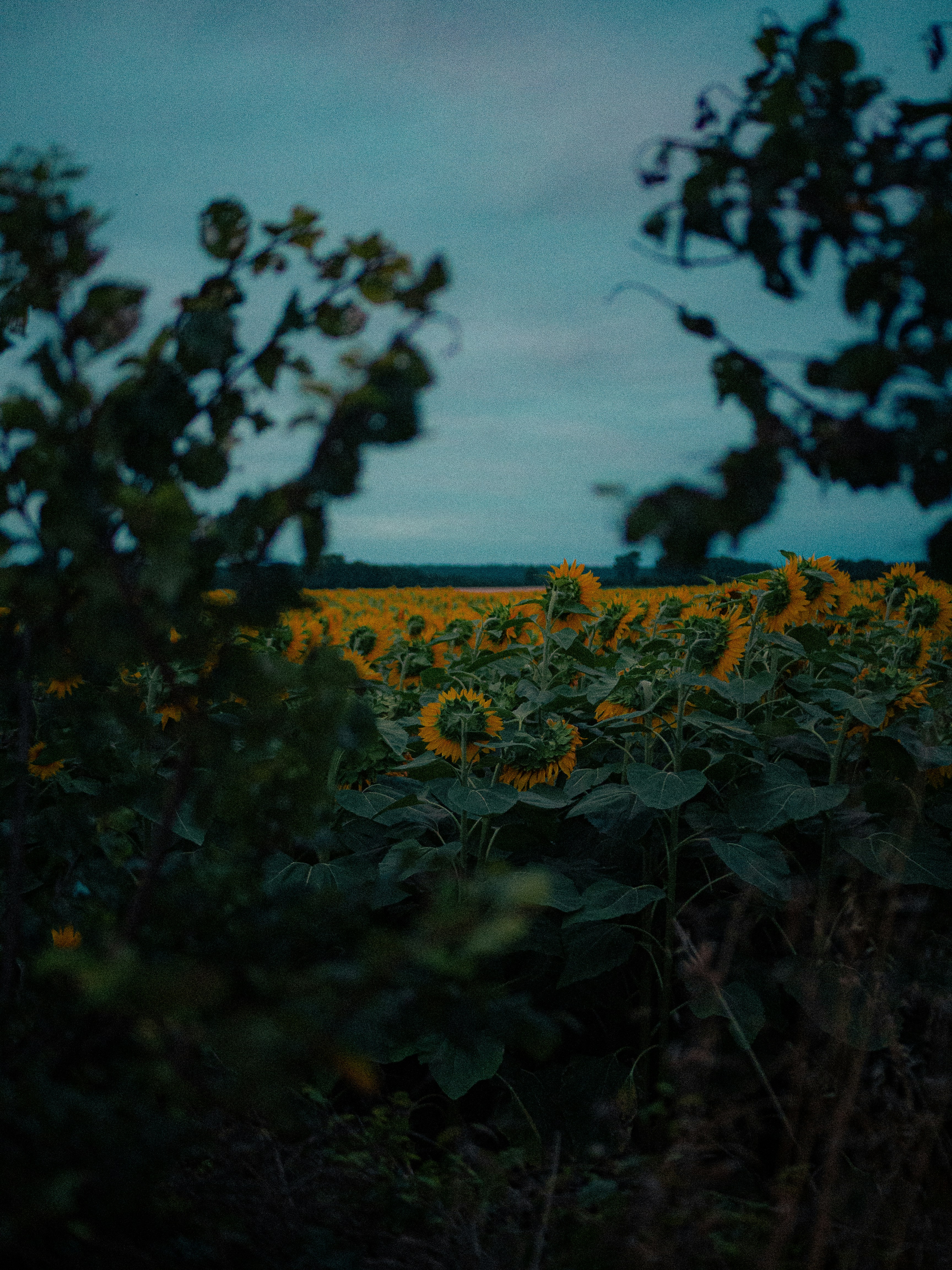 Un campo di girasoli con un cielo azzurro sullo sfondo