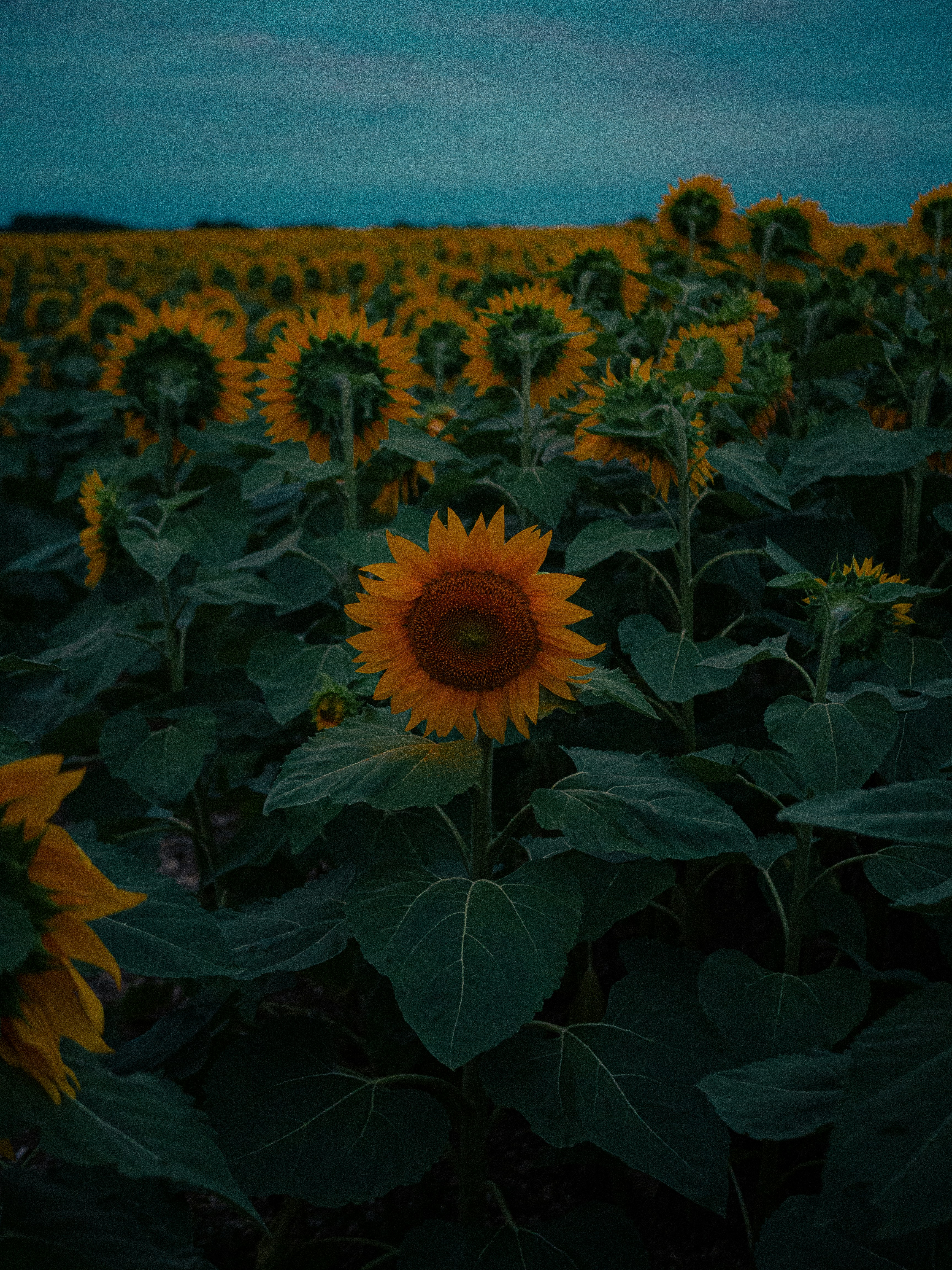 Photo by etiennechevalier