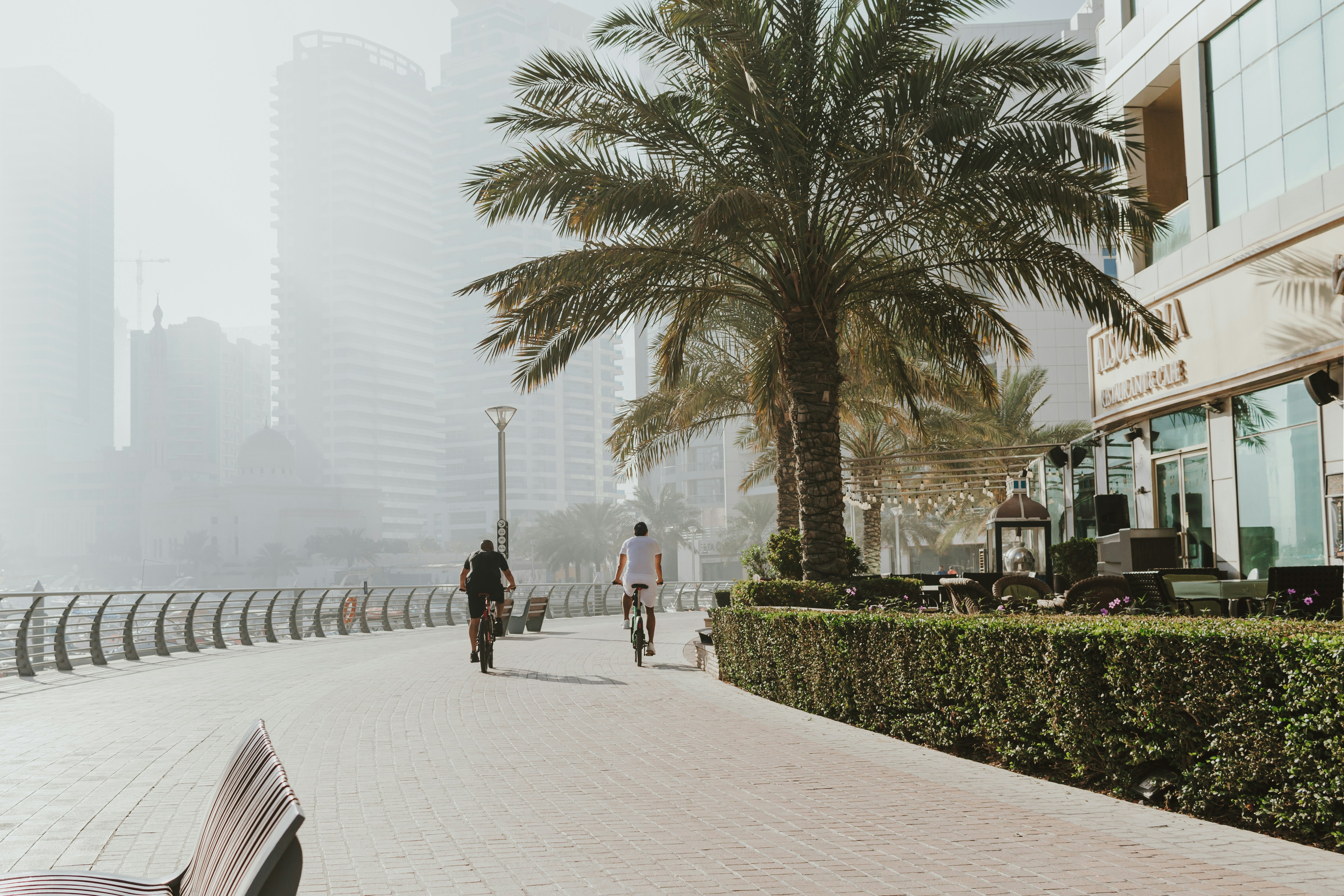 A man riding a bike down a street next to a palm tree