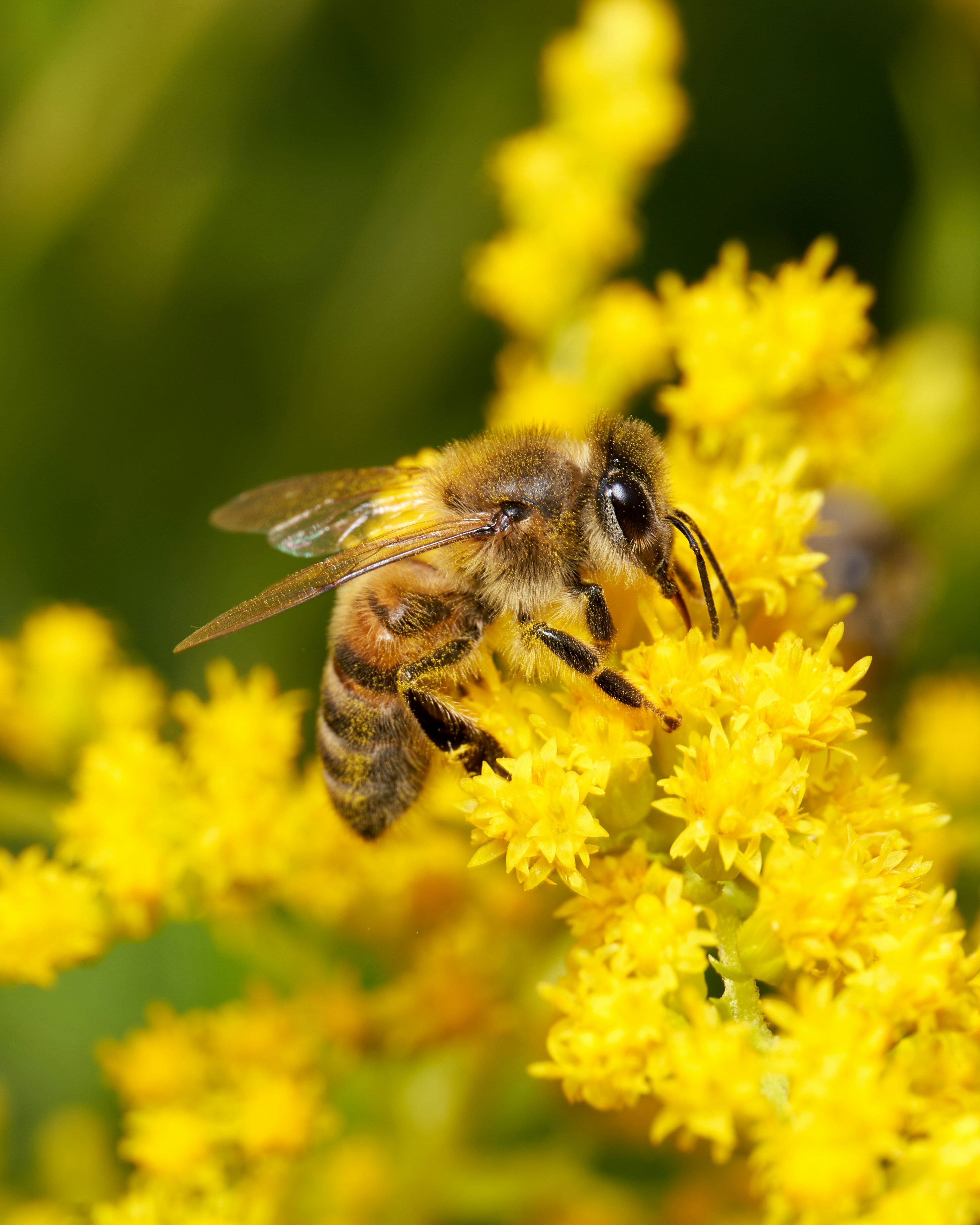 Unmasking Your Hay Fever Triggers: A Comprehensive Guide