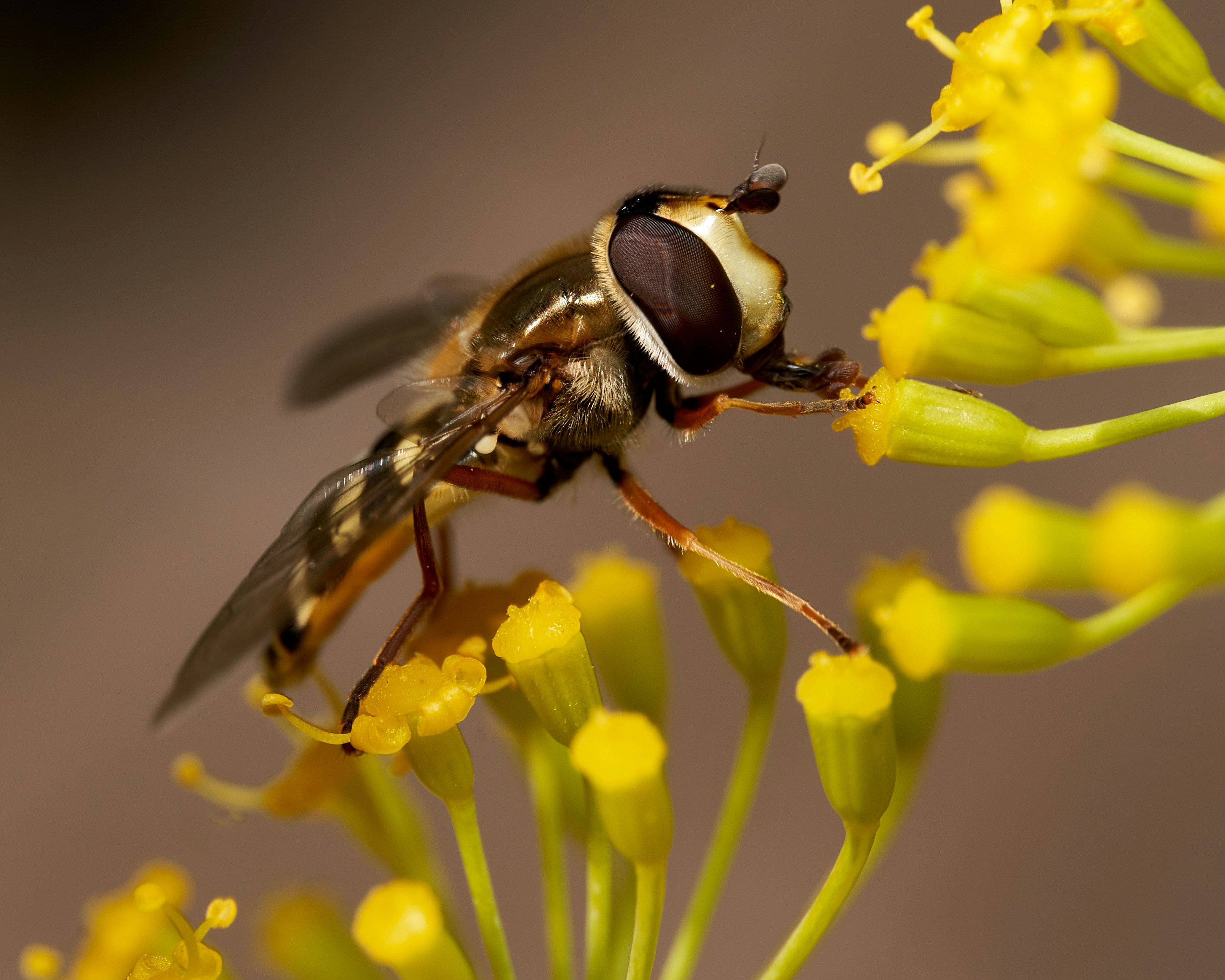 A fly sitting on top of a yellow flower
