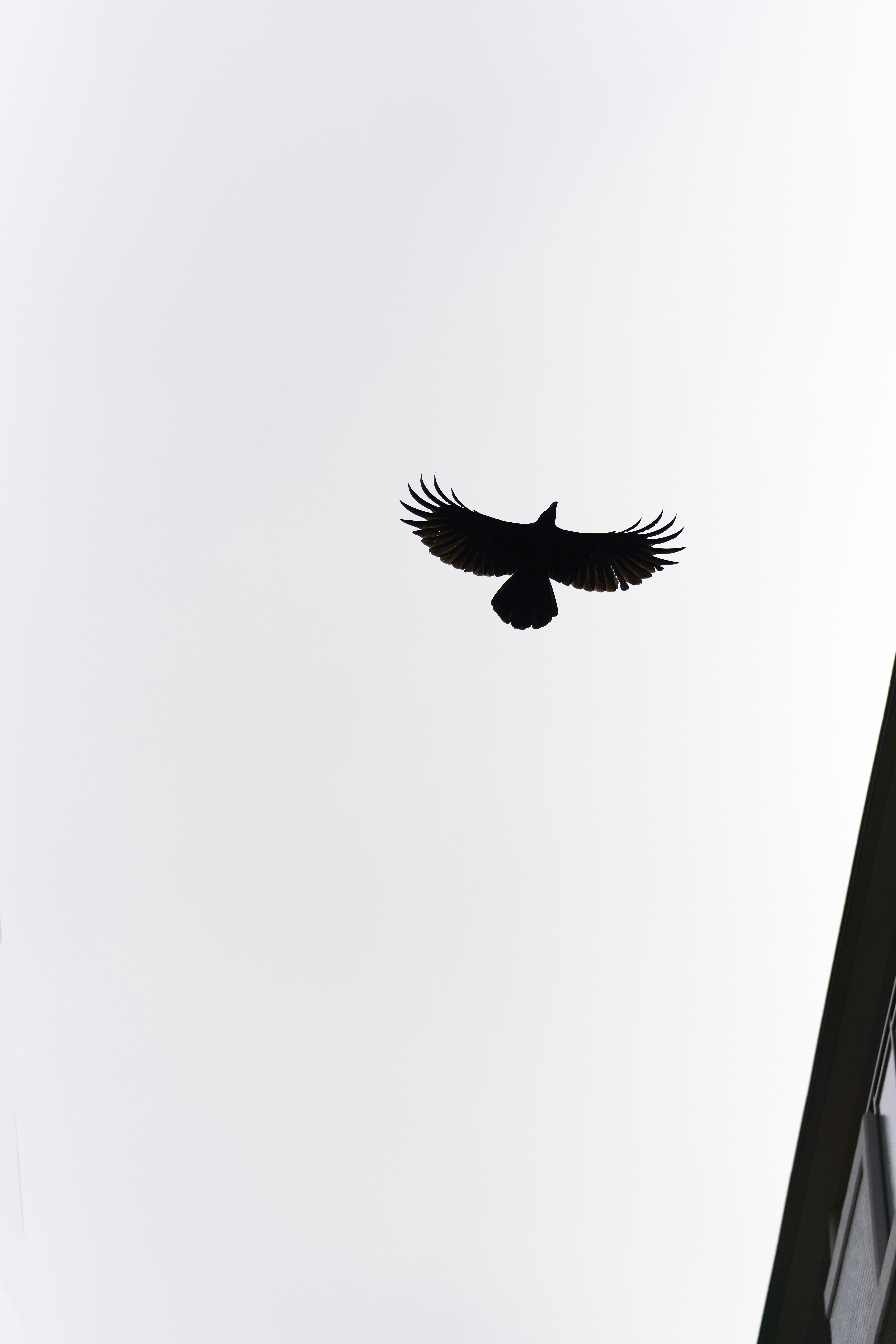 A black bird flying over a laptop computer photo – Free 日本、大阪府大阪市 Image ...