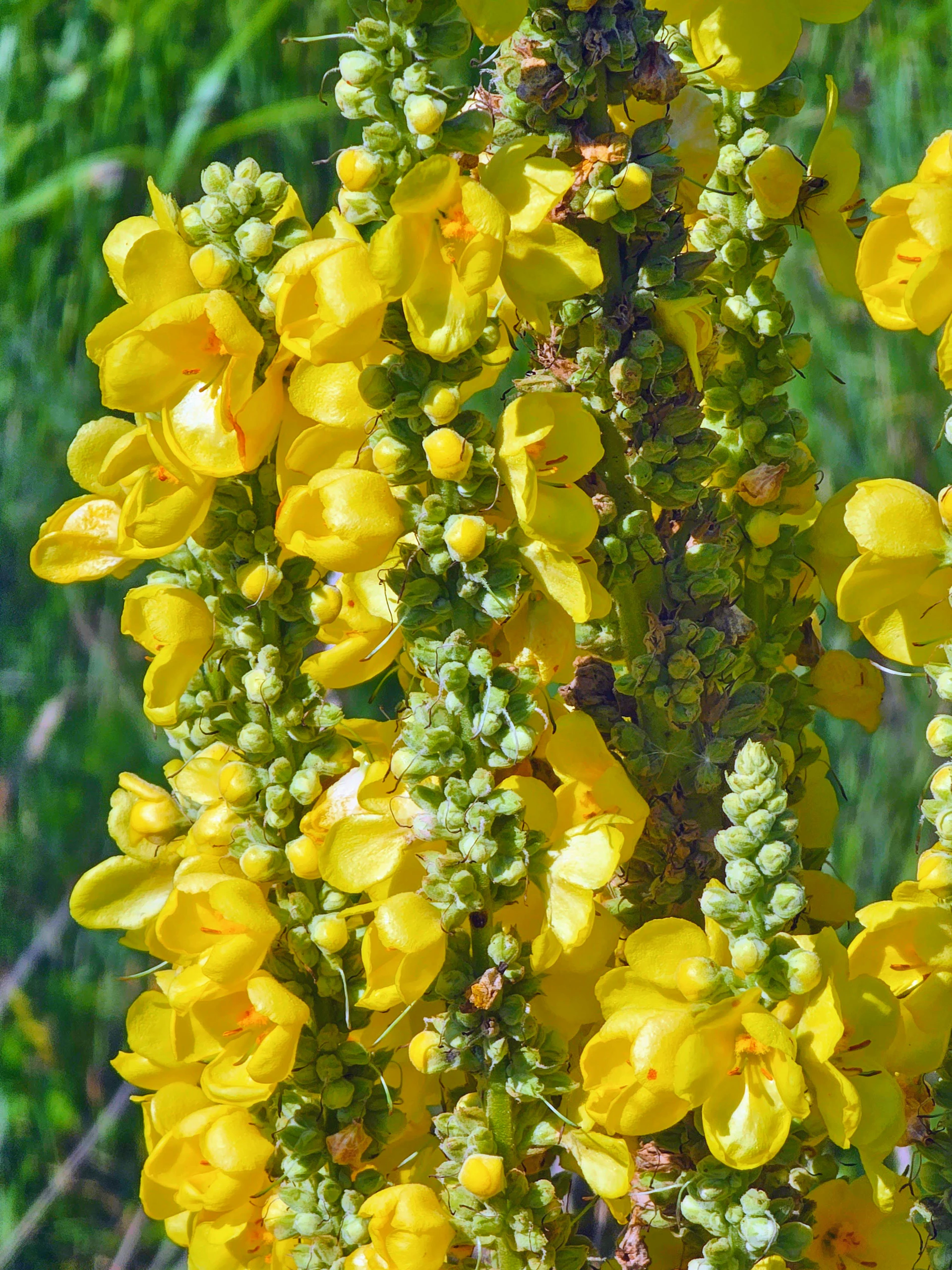 A close up of a plant with yellow flowers