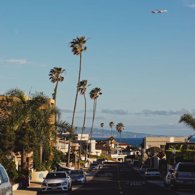 A Los Angeles street lined with tall palm trees and parked cars