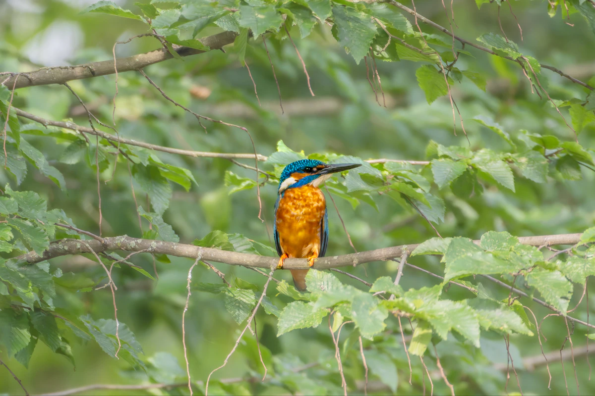 Common kingfisher perched among green leaves
