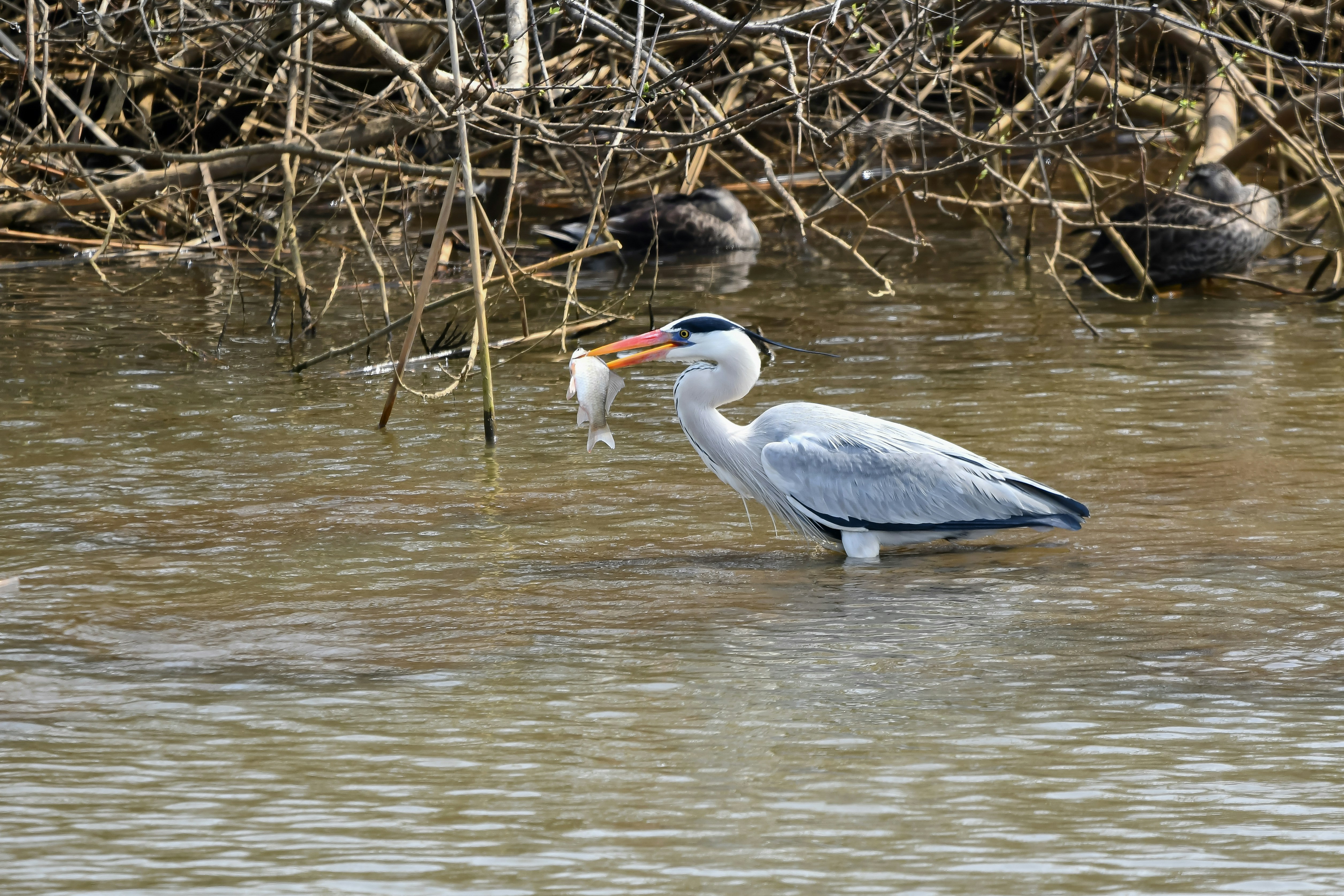A white bird with a fish in it's mouth