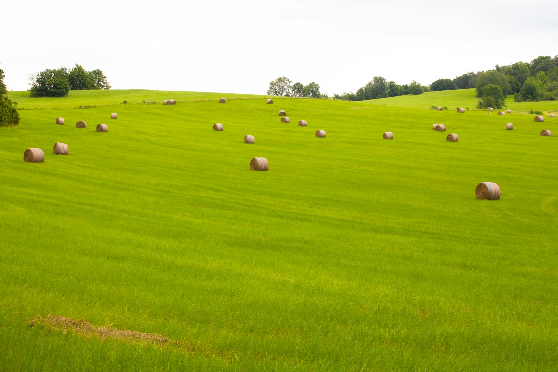 A field full of hay bales with trees in the background