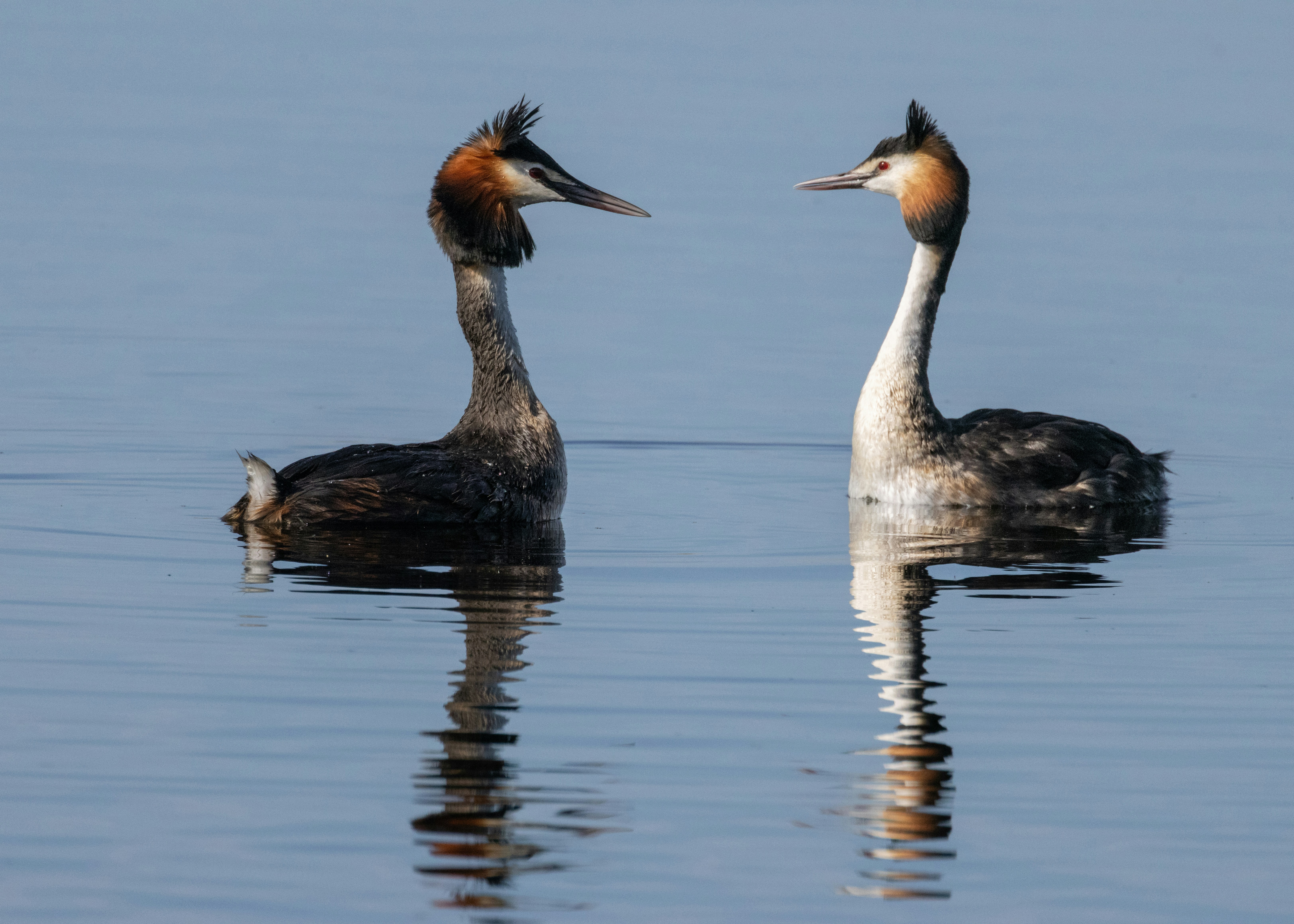 Ein paar Enten, die auf einem See treiben