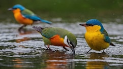 A group of colorful birds standing on top of a body of water