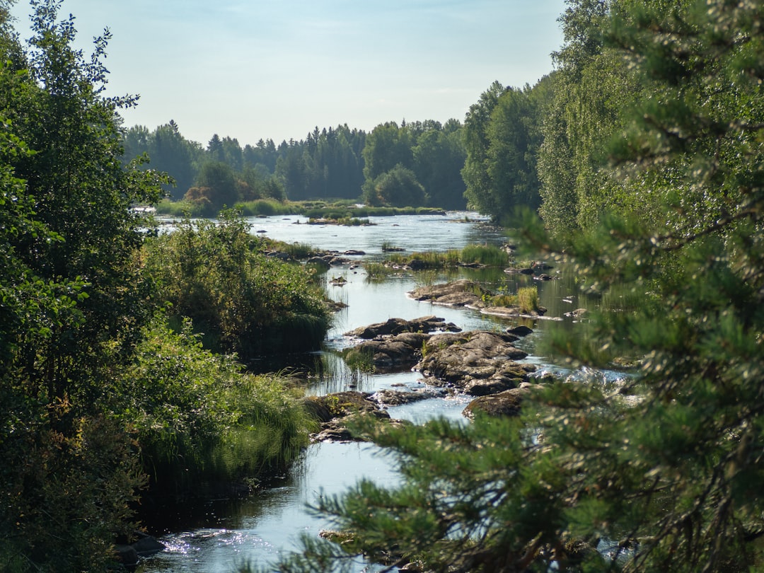 A river running through a lush green forest