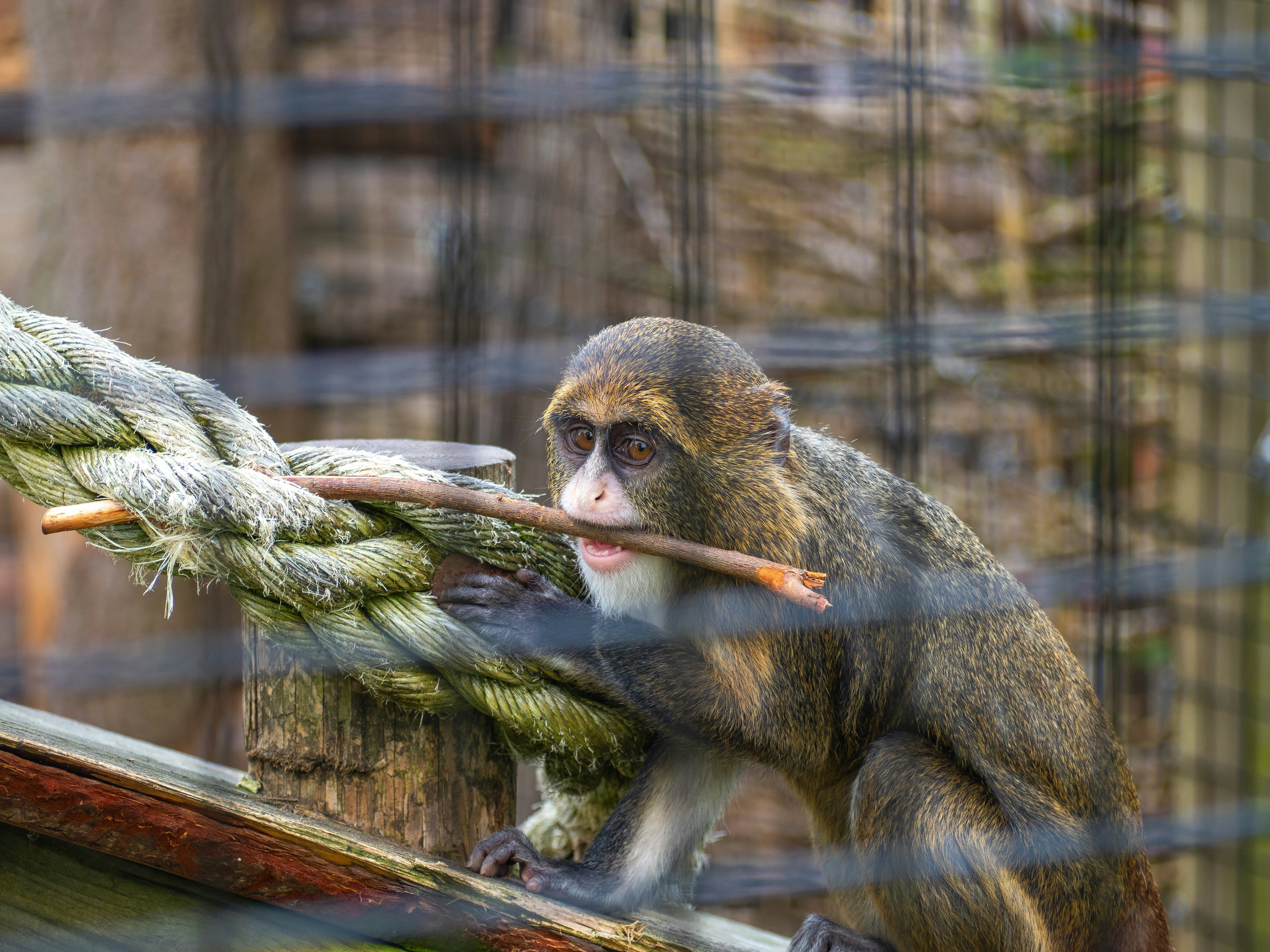 A monkey that is holding a rope in its mouth