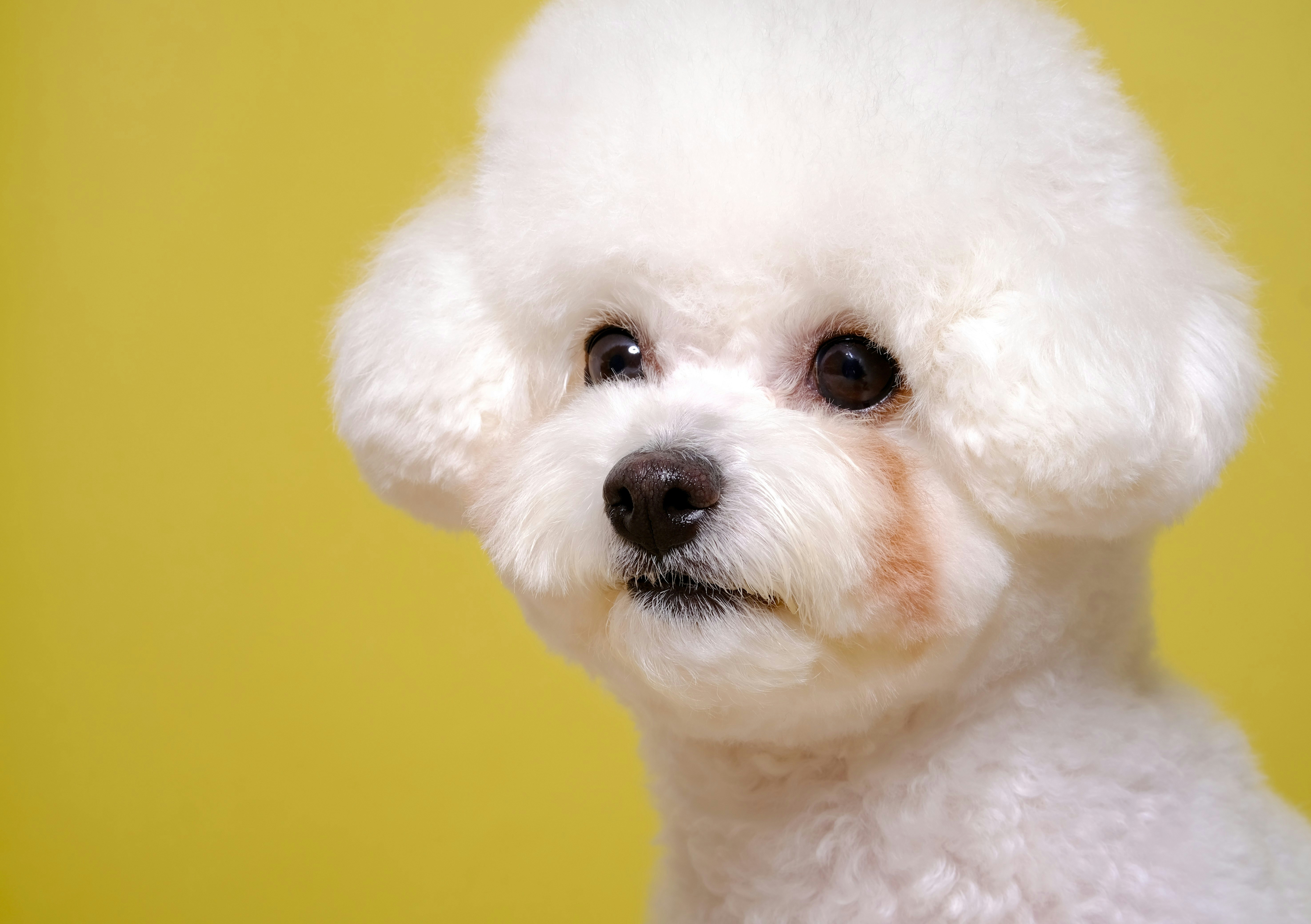 A small, fluffy white dog with big, dark eyes sits against a bright yellow background. Its fur is meticulously groomed, with a rounded head and a slightly parted hairstyle. The dog has a friendly expression, with its mouth open in a slight smile, revealing a pink tongue. Its nose is black and wet, and its ears are floppy and covered in soft fur. The dog's overall appearance is one of cuteness and innocence.