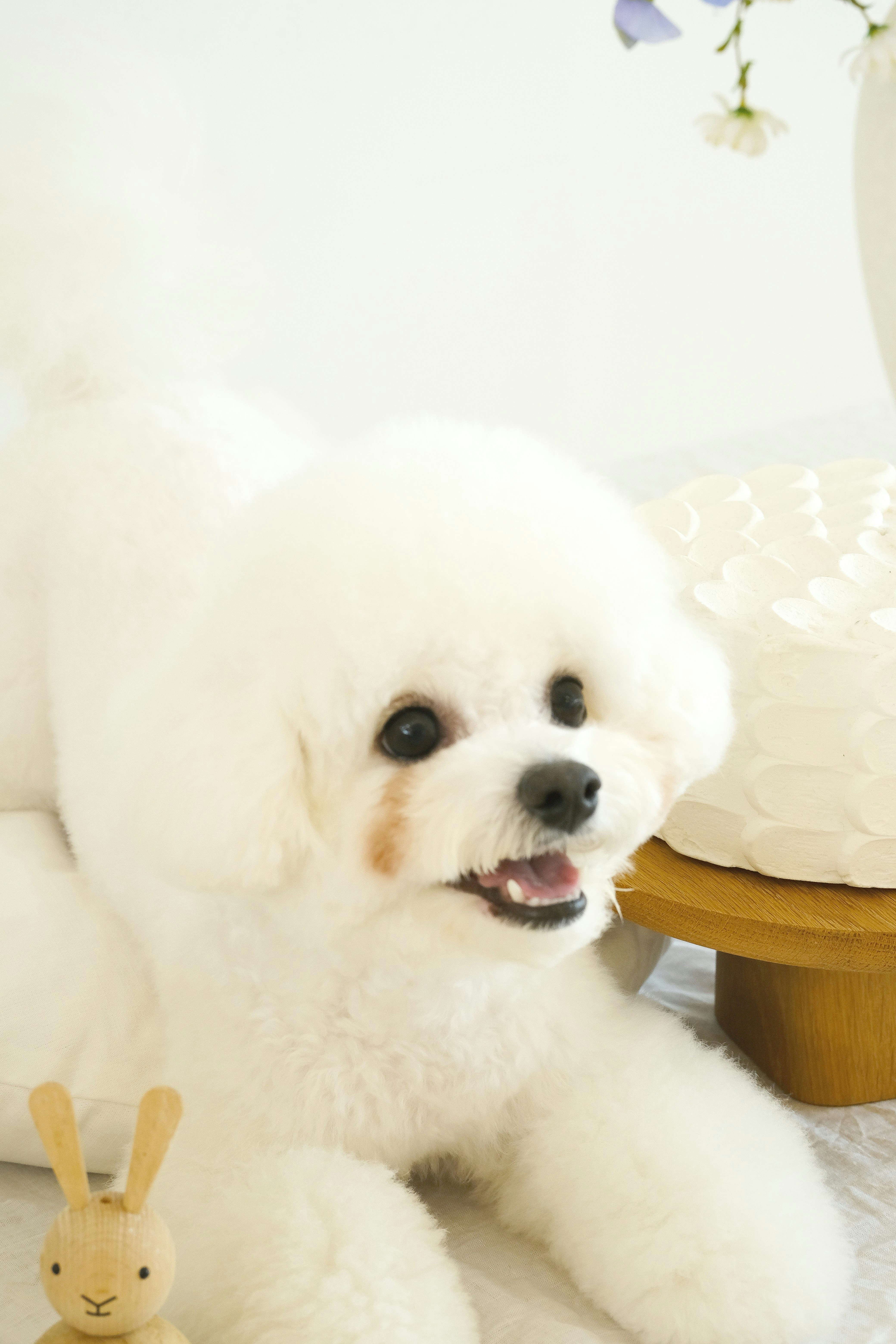 Ein kleiner weißer Hund, der neben einem Kuchen sitzt