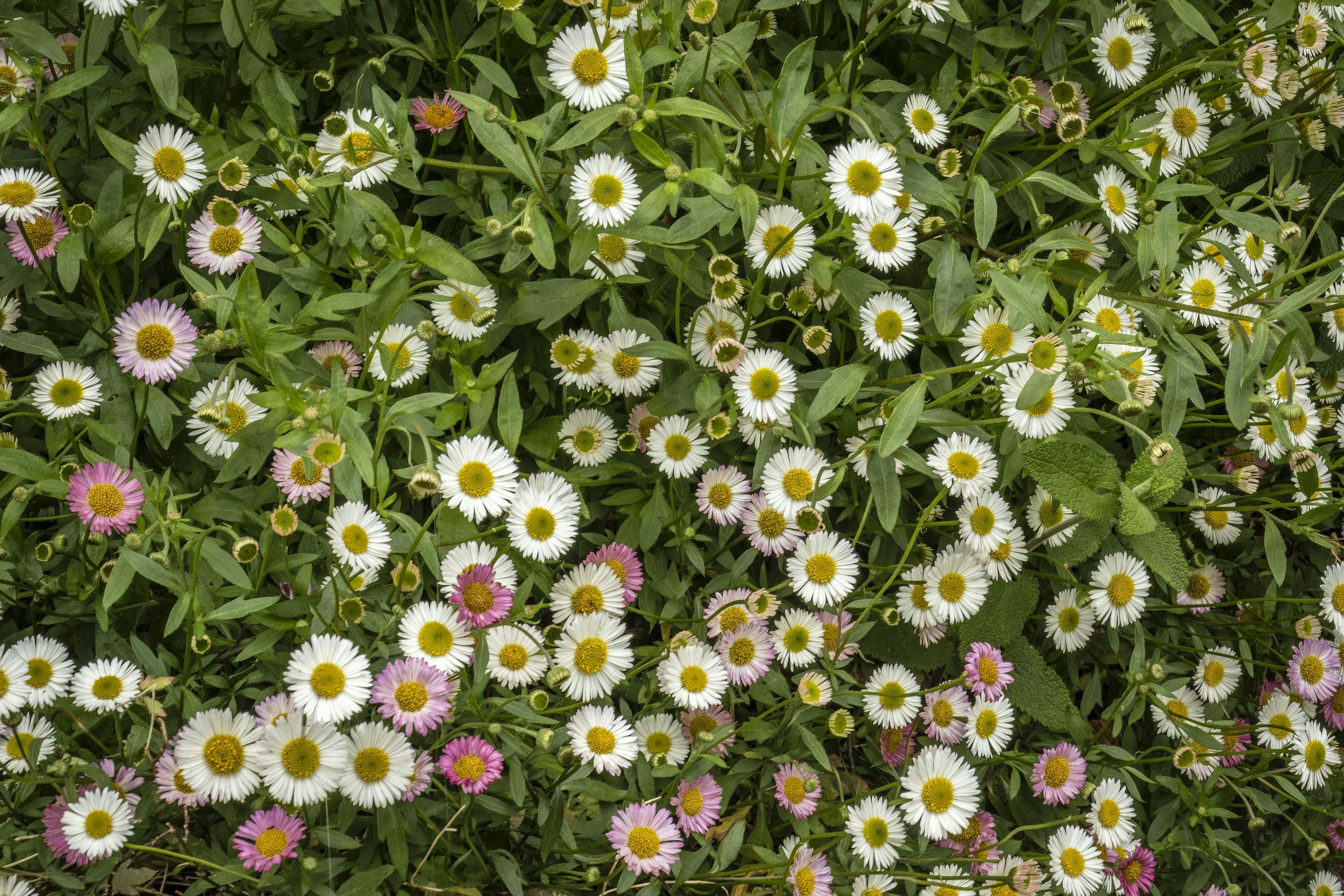 A bunch of flowers that are in the grass