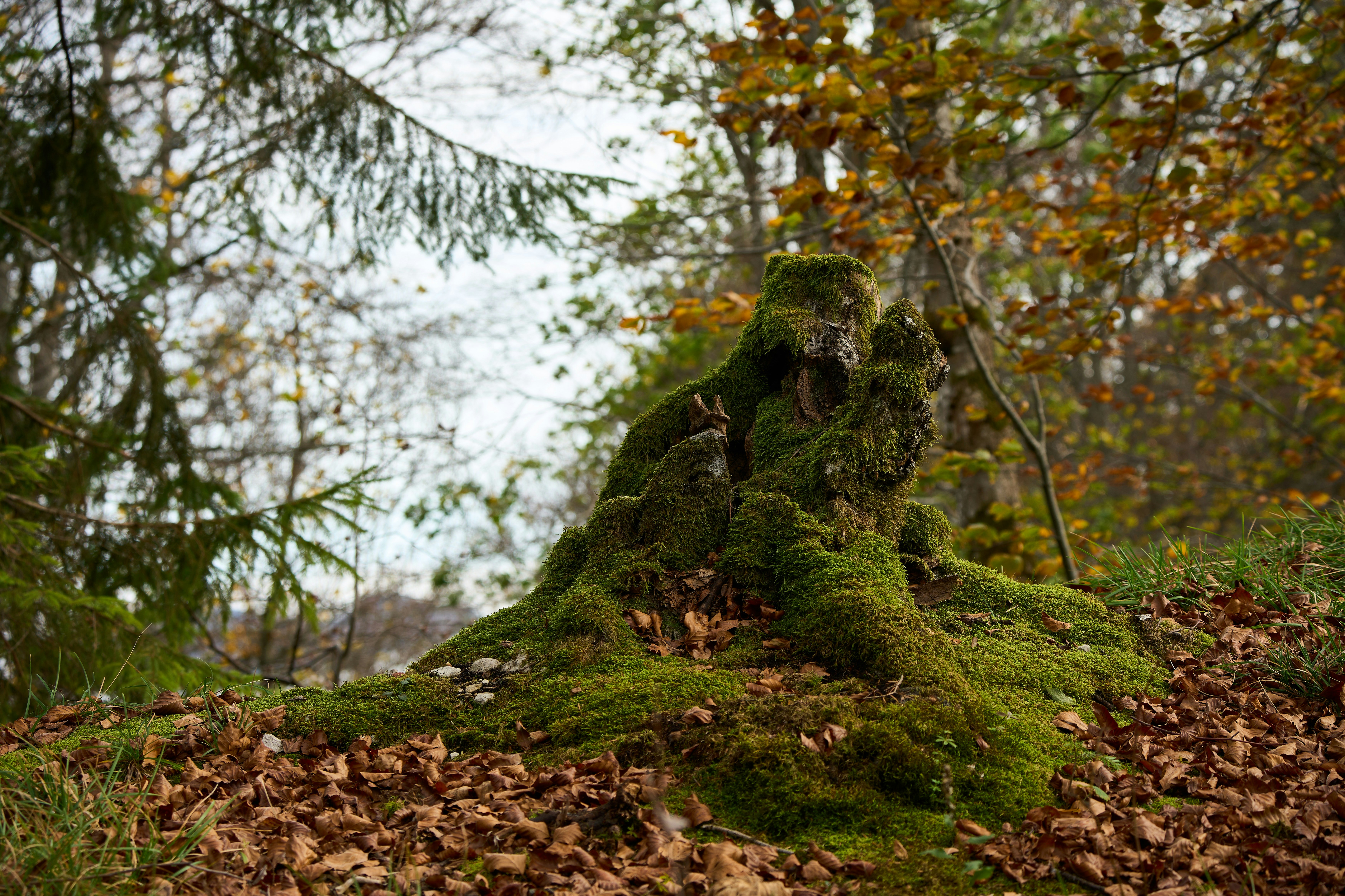 Photo by wolfgang_hasselmann