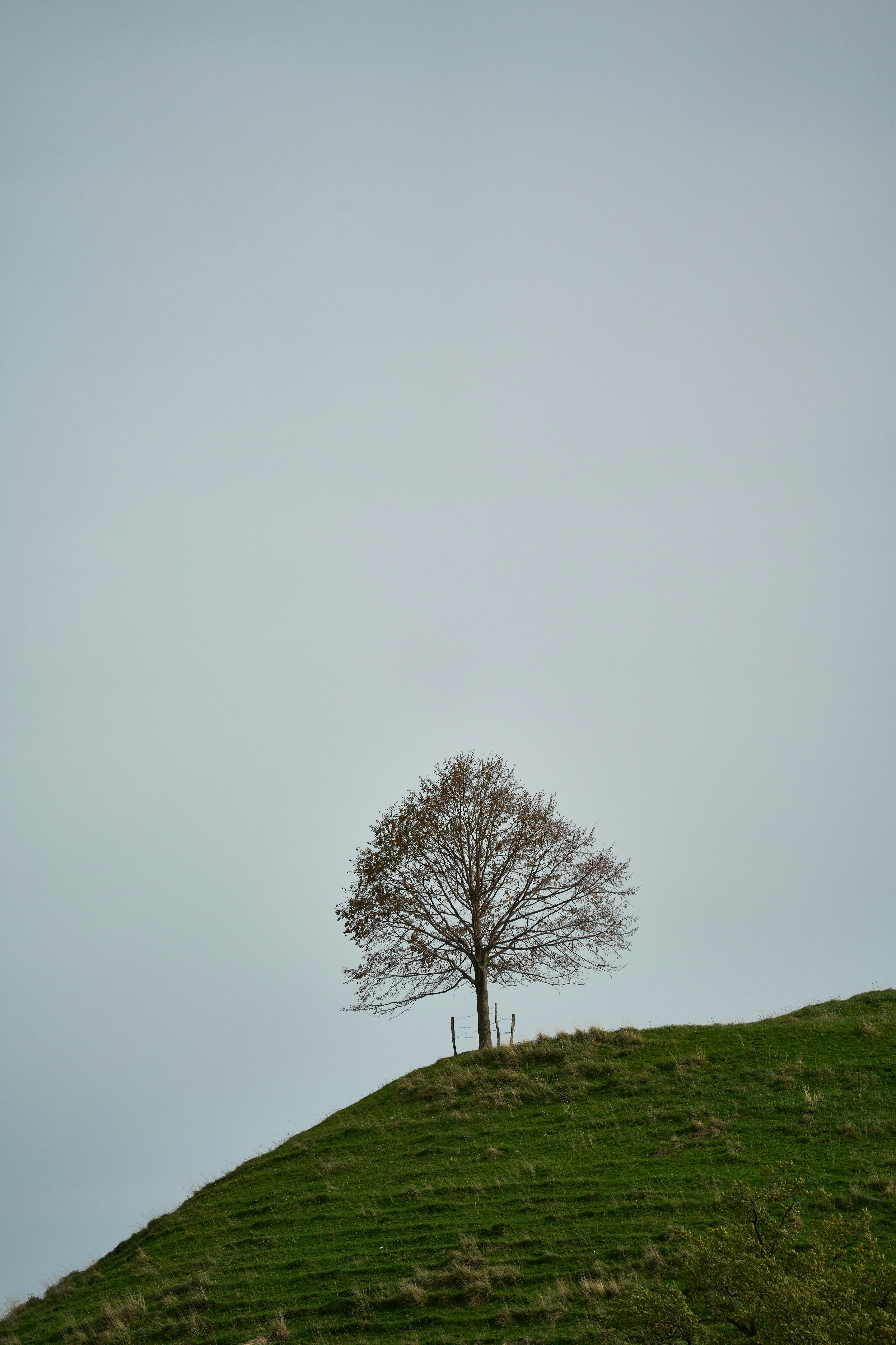 Photo by wolfgang_hasselmann