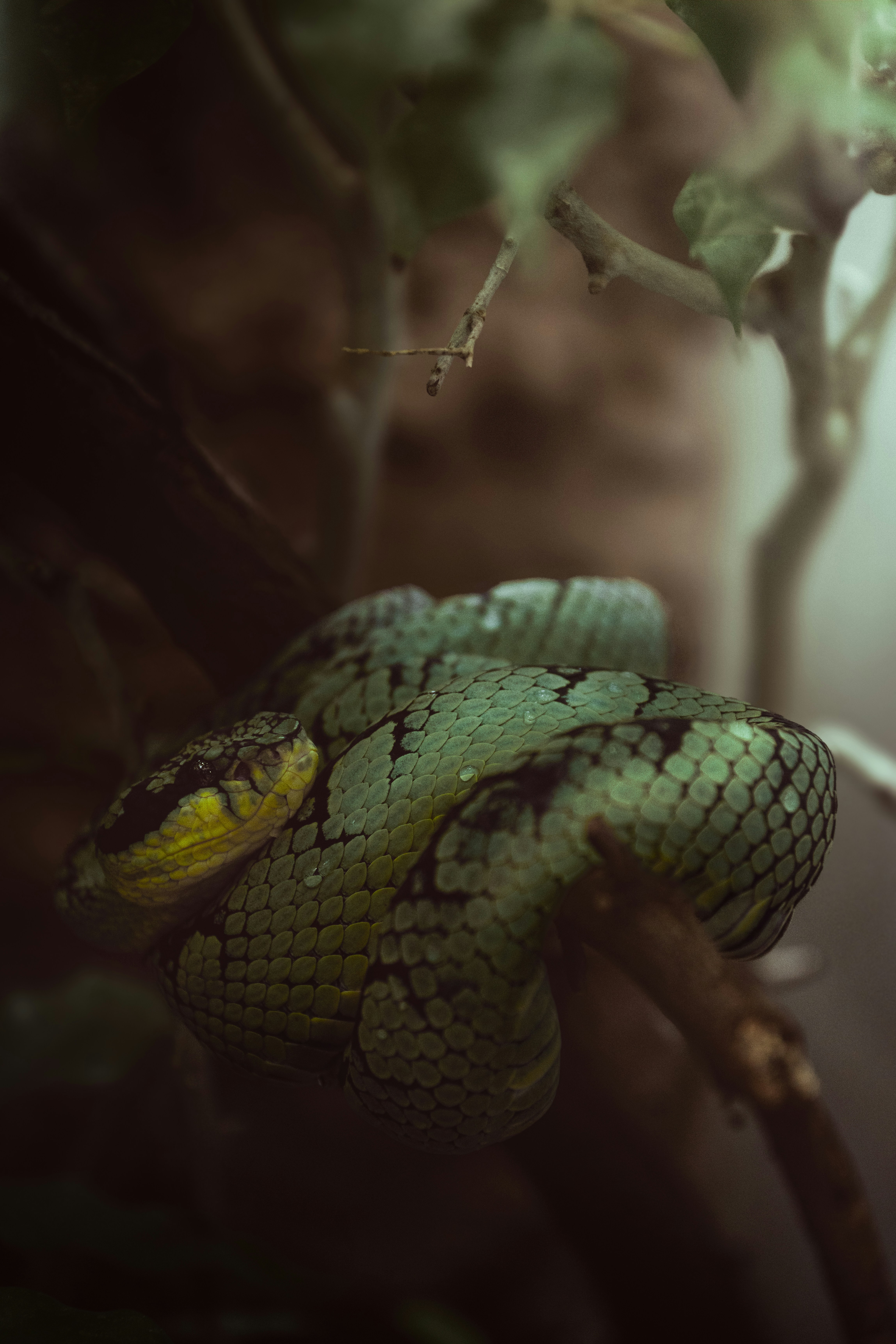 Photo by infernisvox