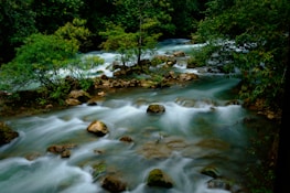 A river running through a lush green forest