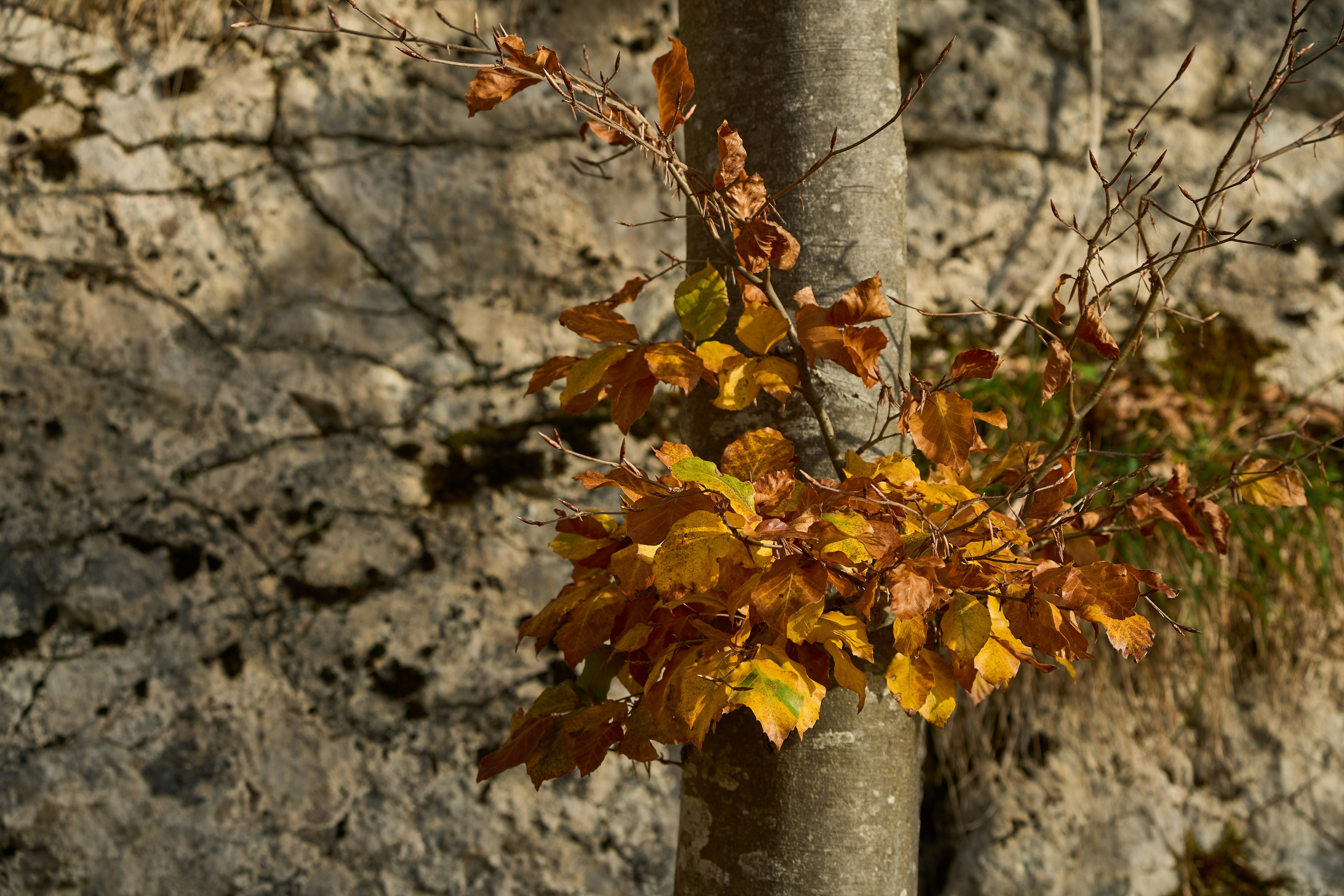 Photo by wolfgang_hasselmann