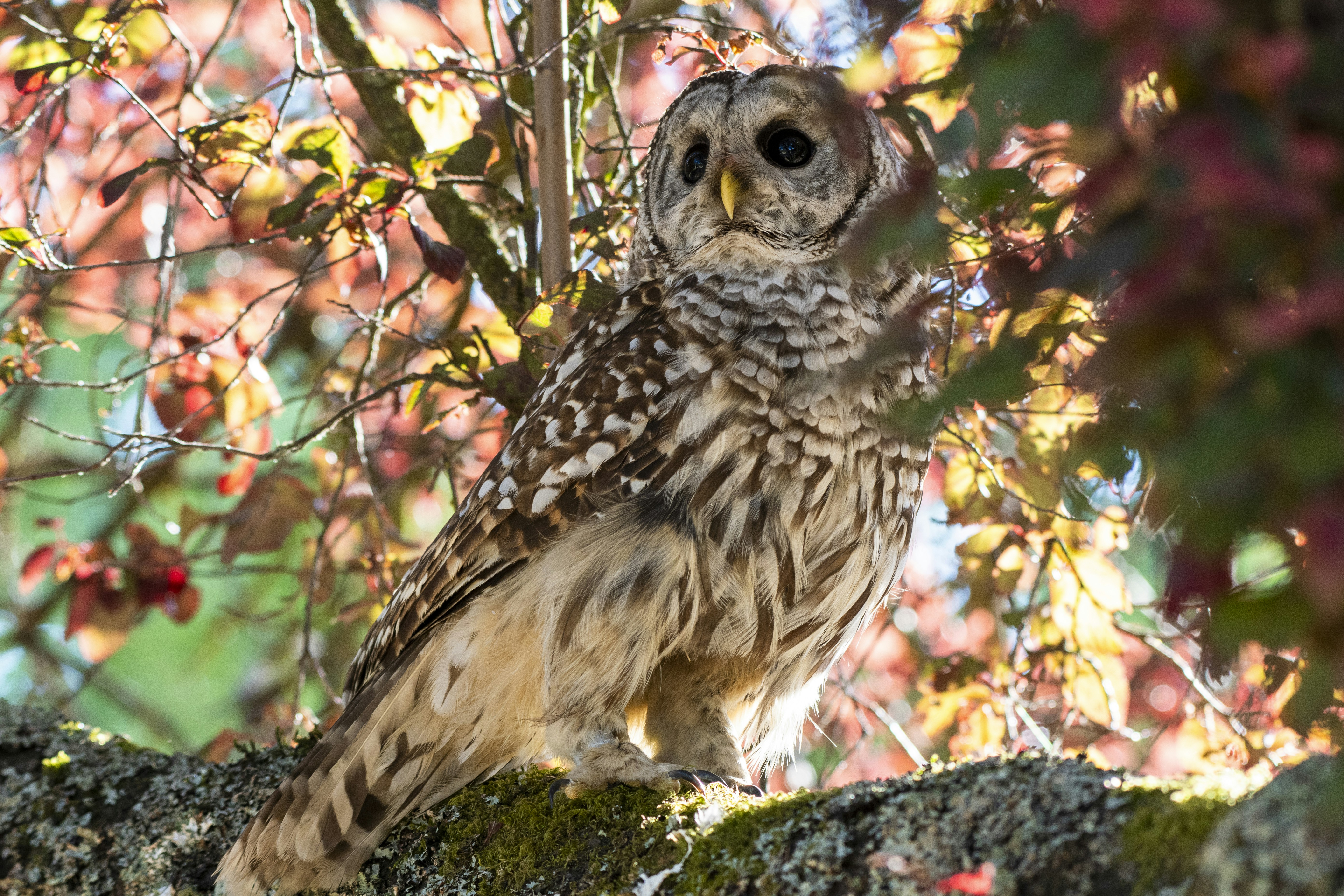 Uma coruja está empoleirada em um galho de árvore