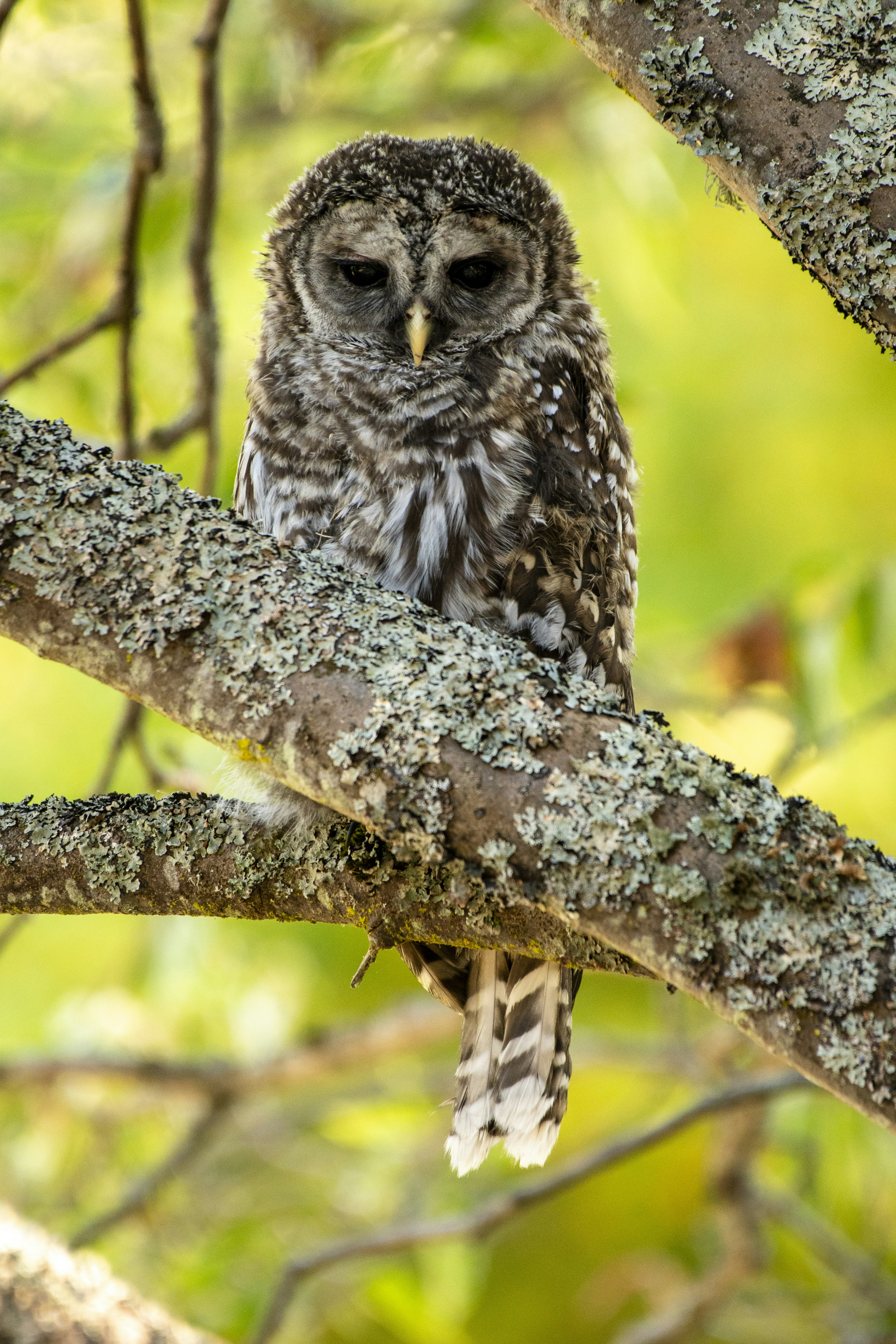 Uma coruja está empoleirada em um galho de árvore