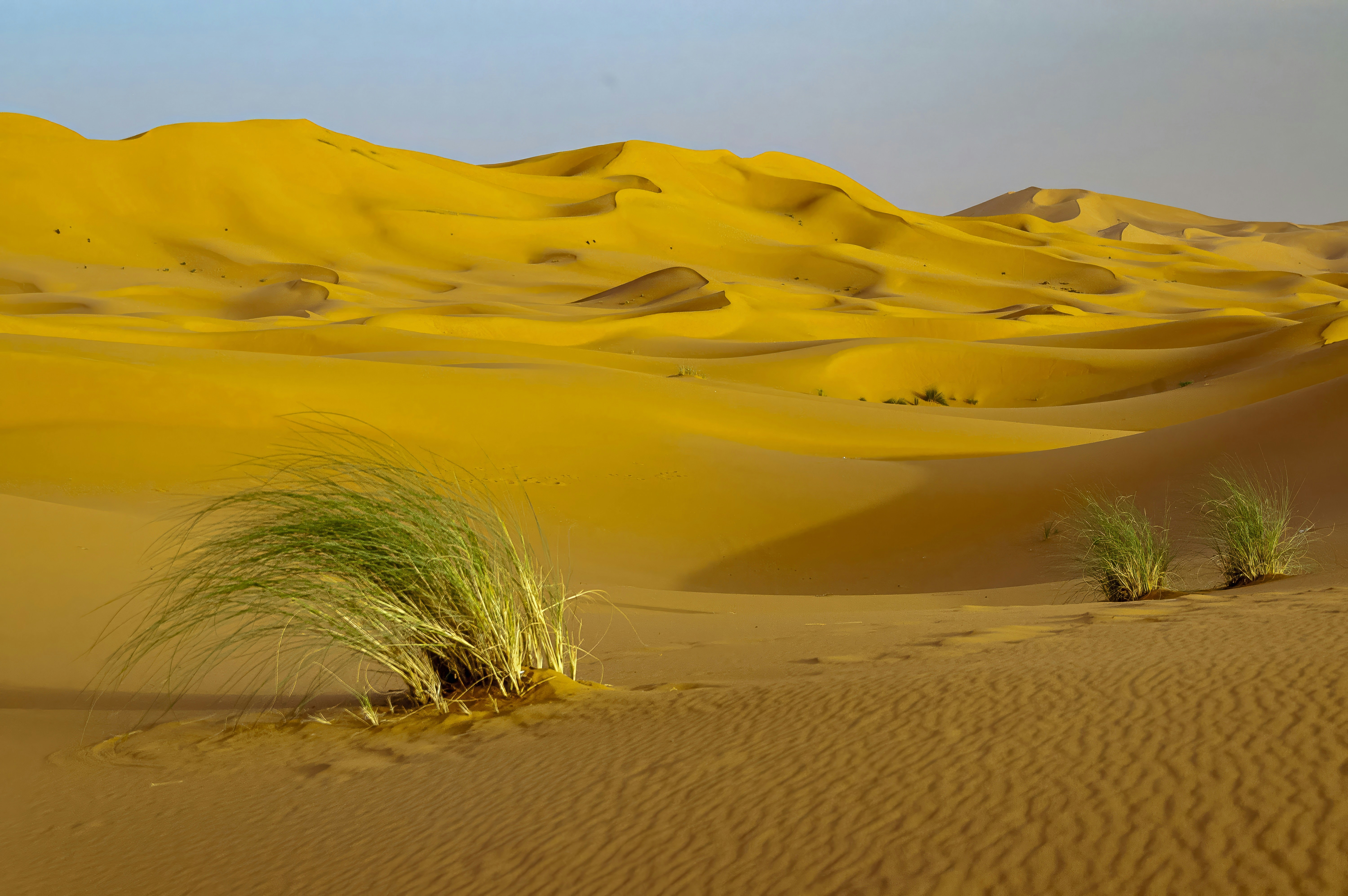 A grassy plant in the middle of a desert
