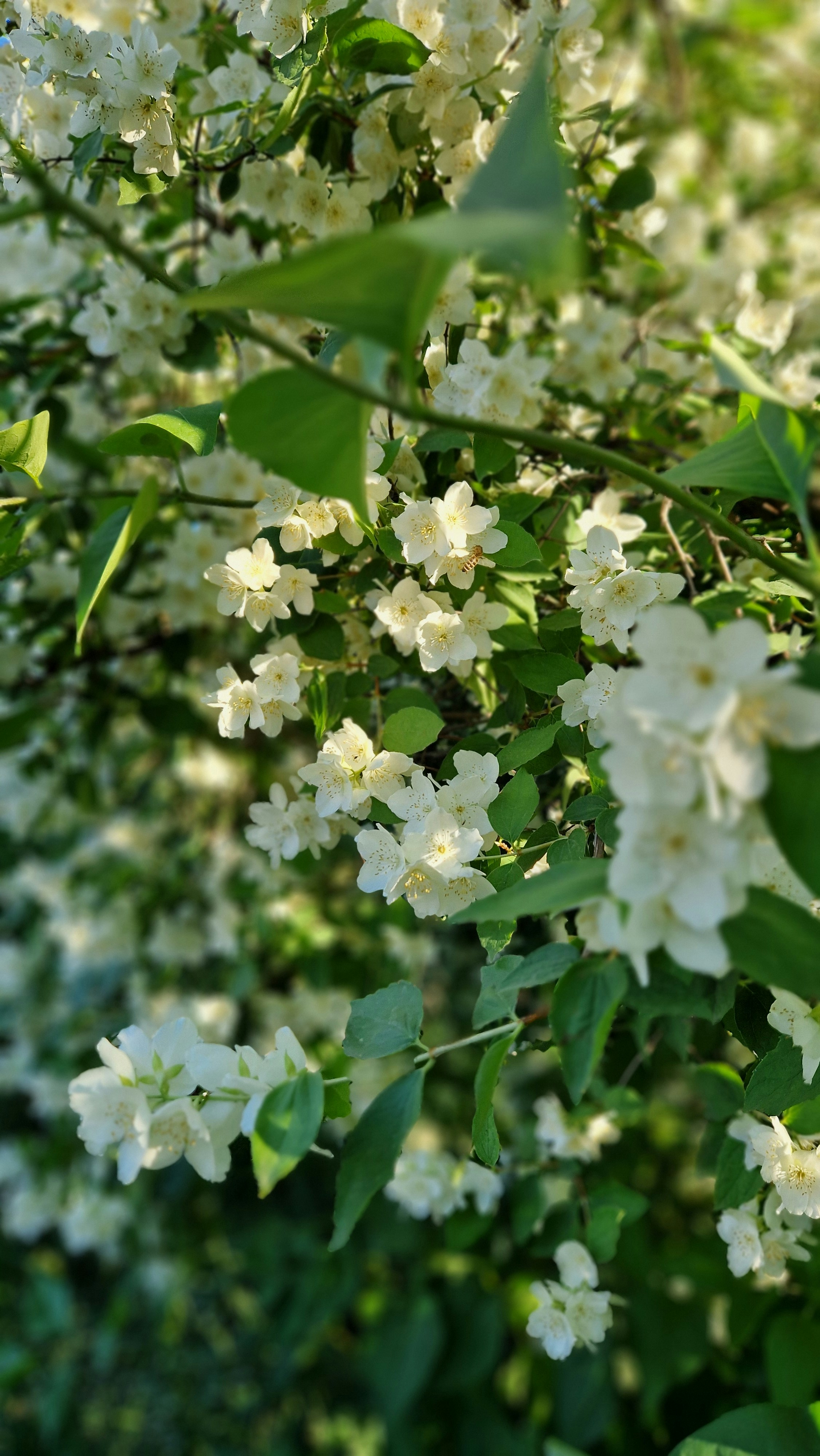 Photo by dmushtaieva