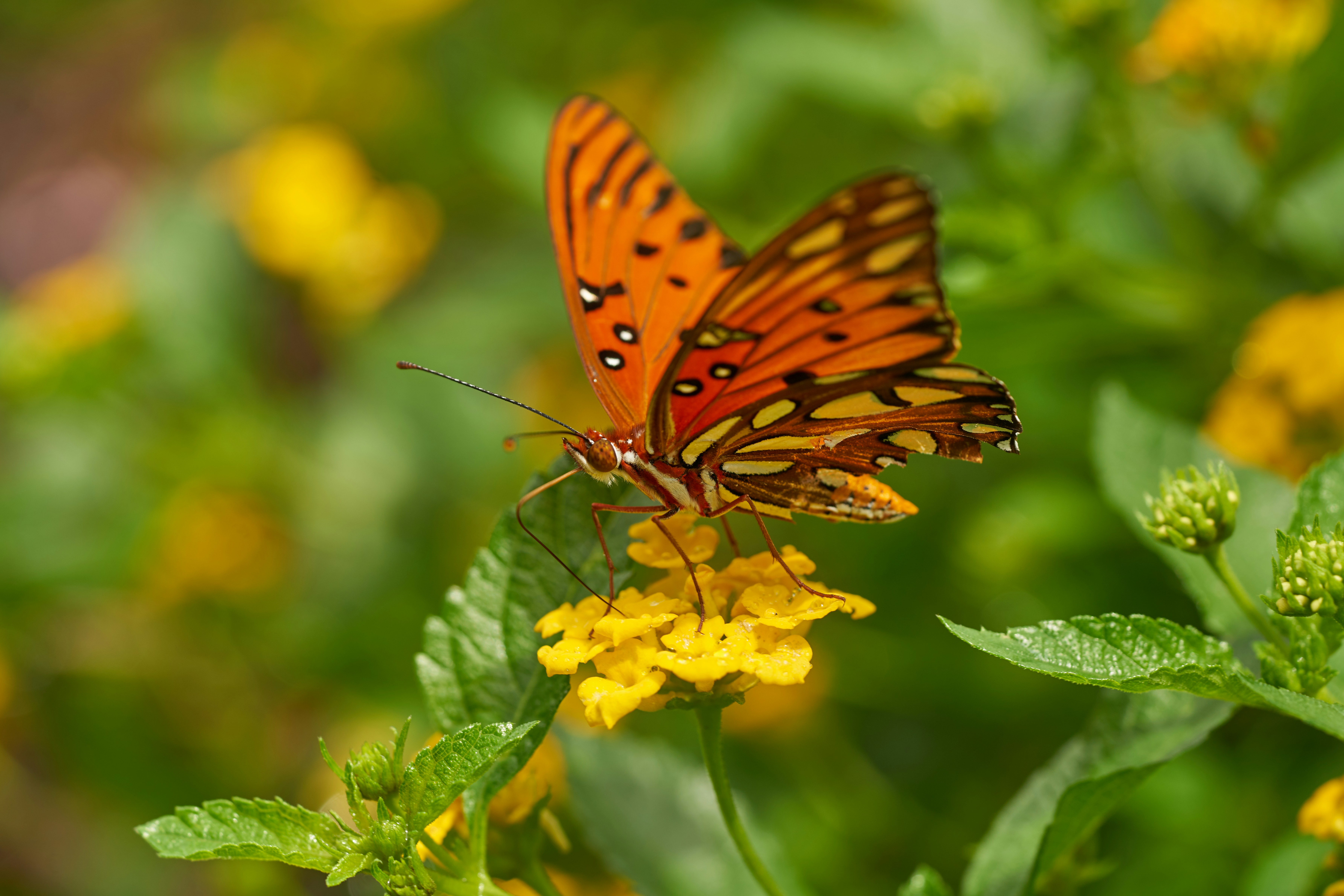 Photo by norajanelong