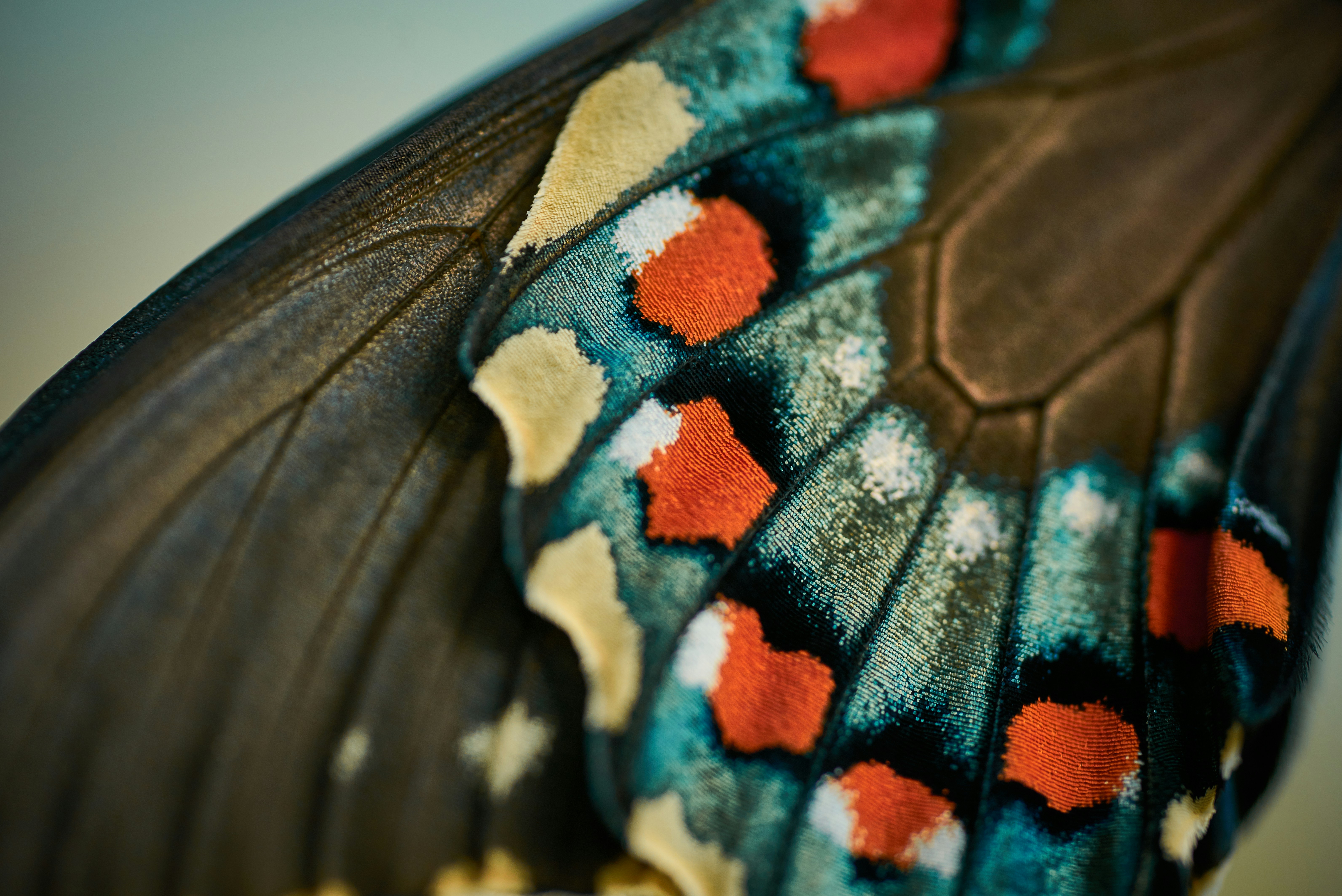 Close-up of butterfly gown details