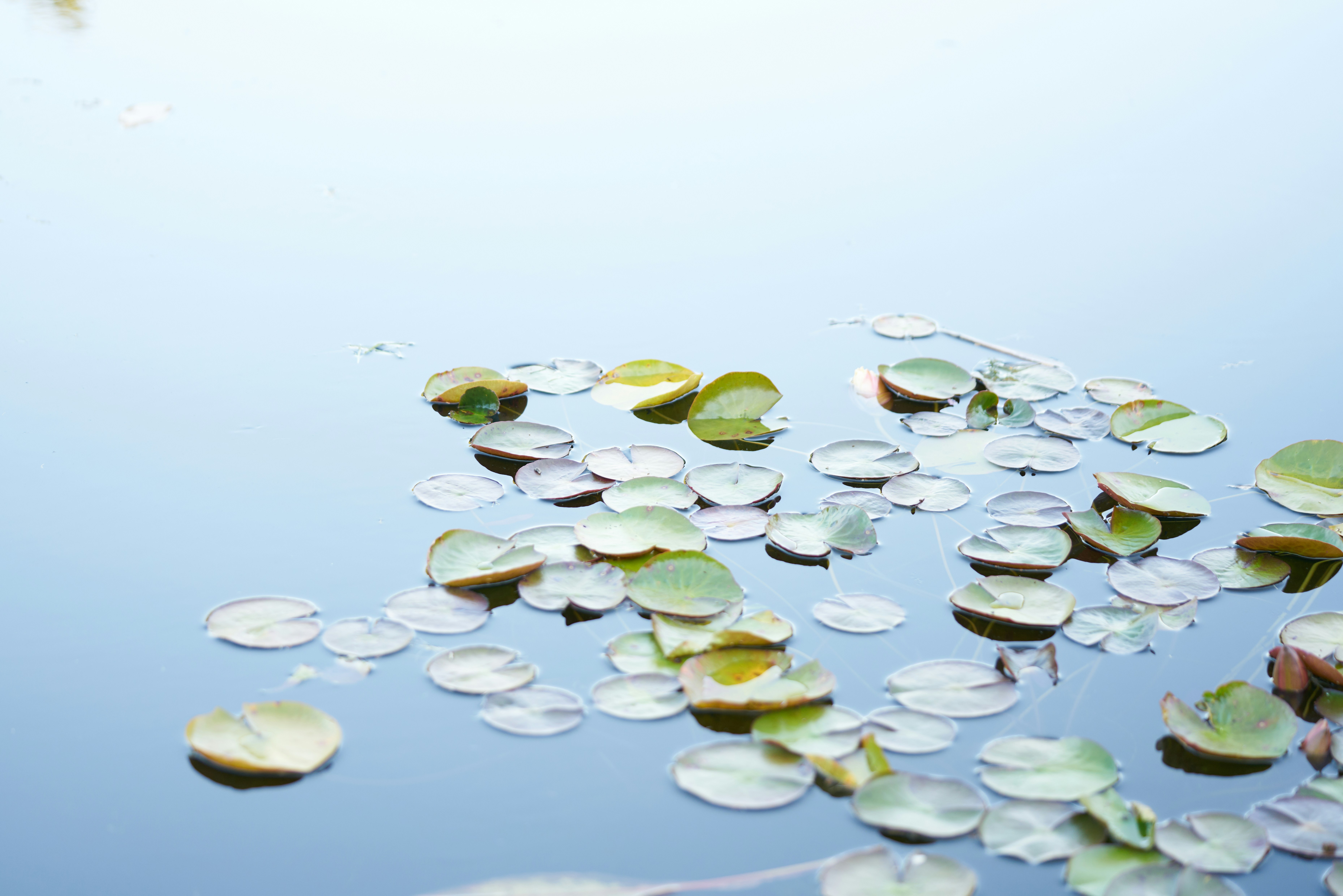 Photo by norajanelong