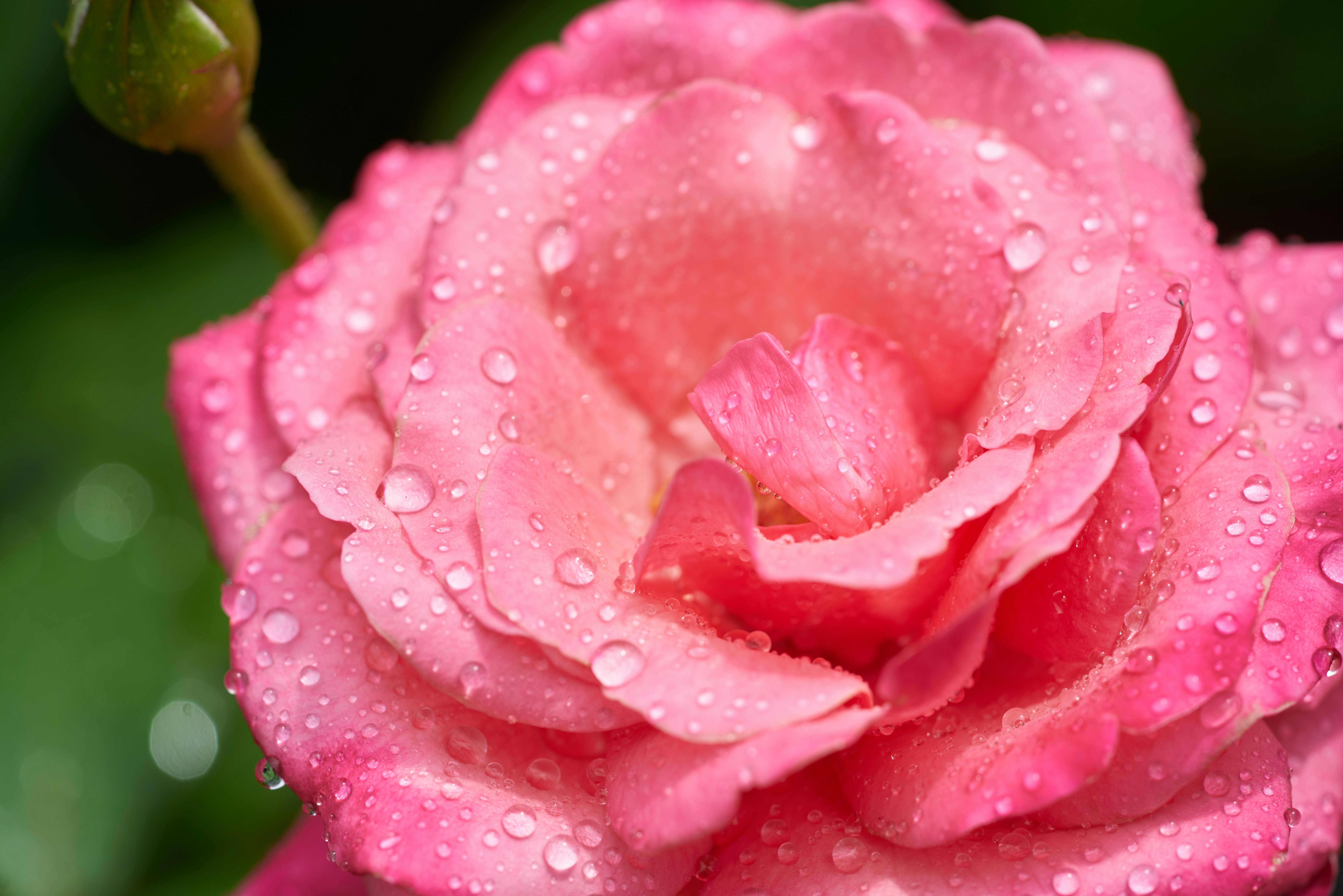 Photo by norajanelong