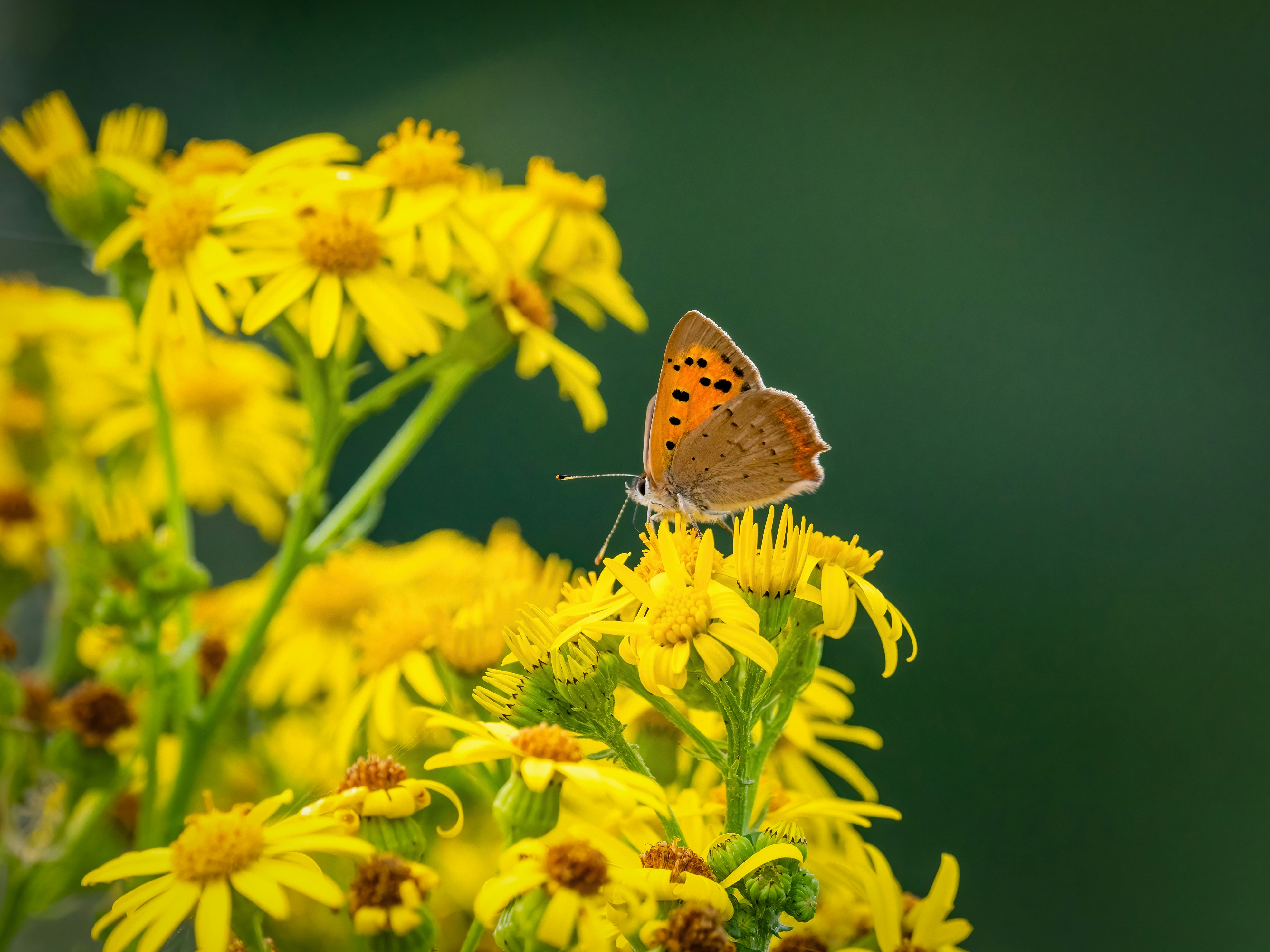 Photo by coombez