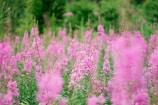 A field full of pink flowers with trees in the background