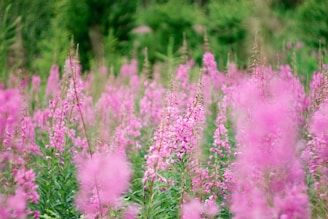 A field full of pink flowers with trees in the background